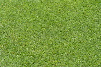 A close view of vibrant green grass covering a lawn