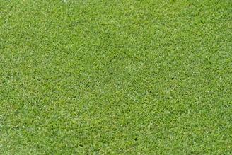 A close view of vibrant green grass covering a lawn