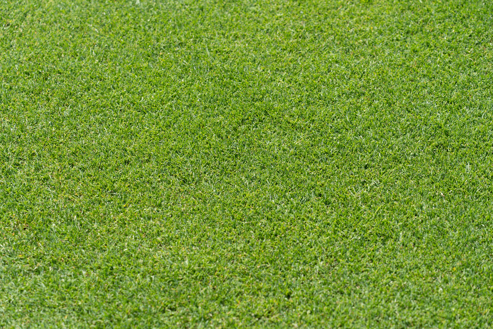 After: A lush, full lawn close up