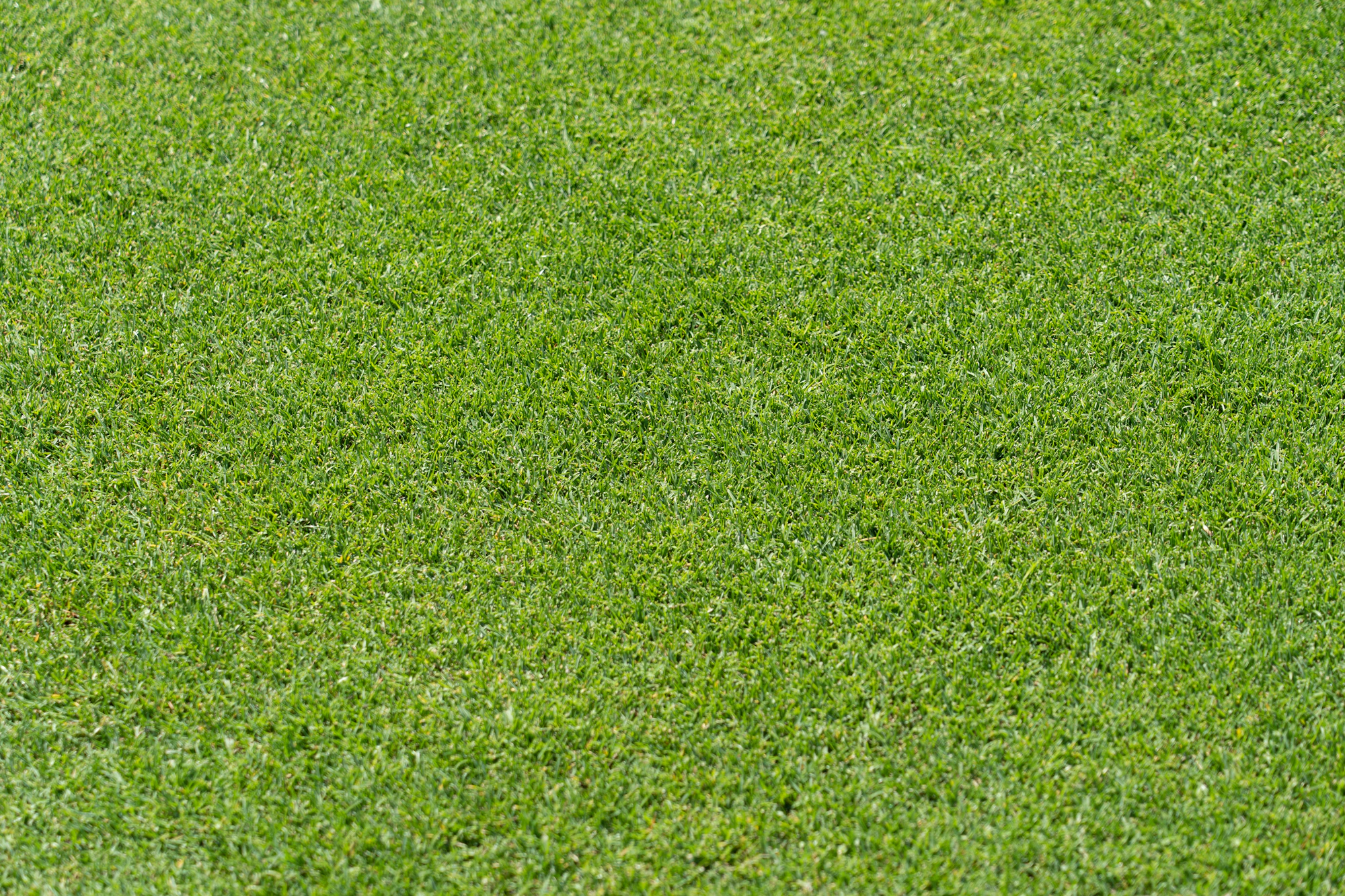 Close-up of thick, healthy green lawn grass after overseeding