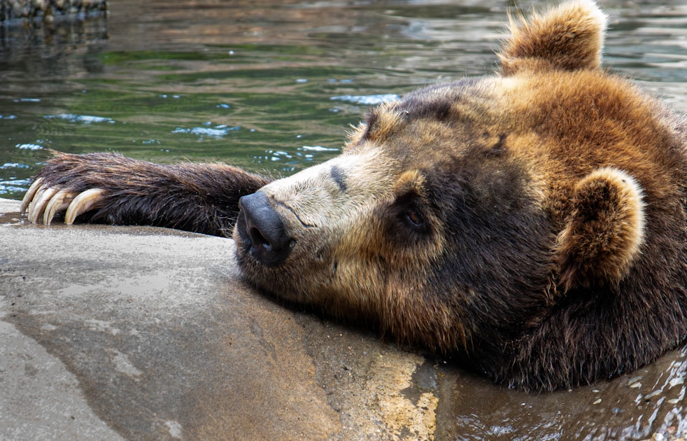 Black bear in natural habitat showing characteristic build and coloration in spring woodland setting