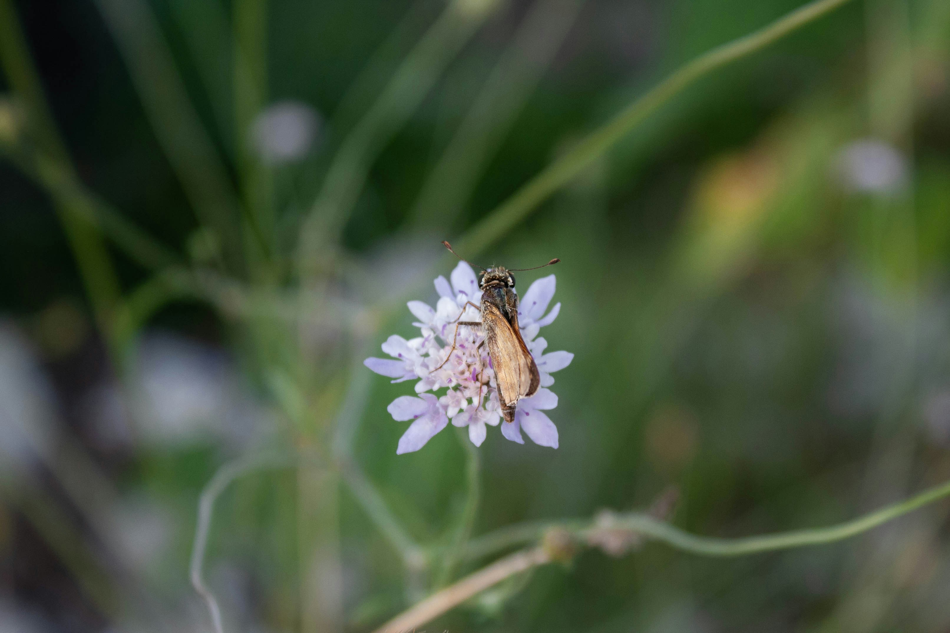 Photo by thelaibaali