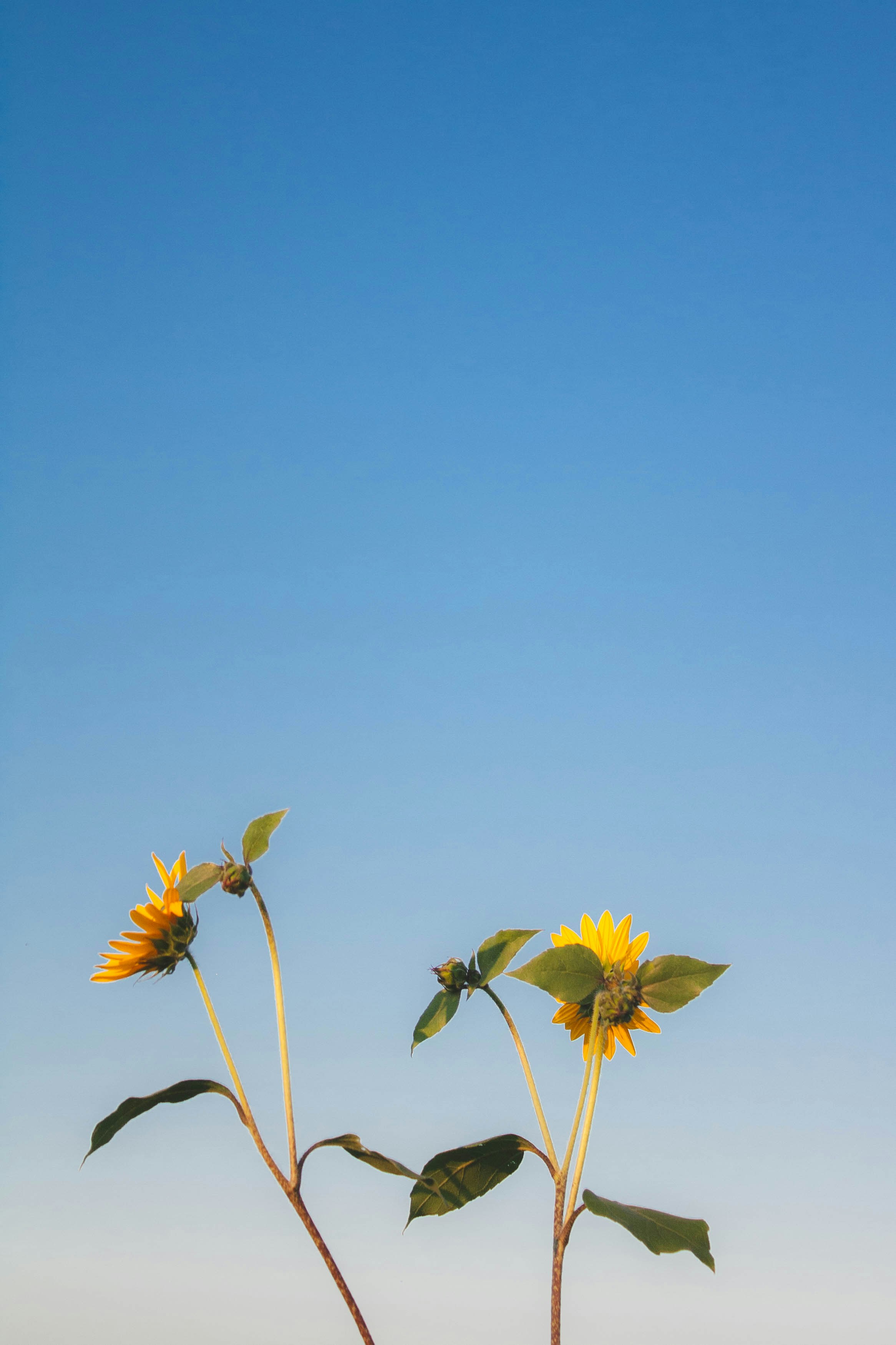 Photo by thelaibaali