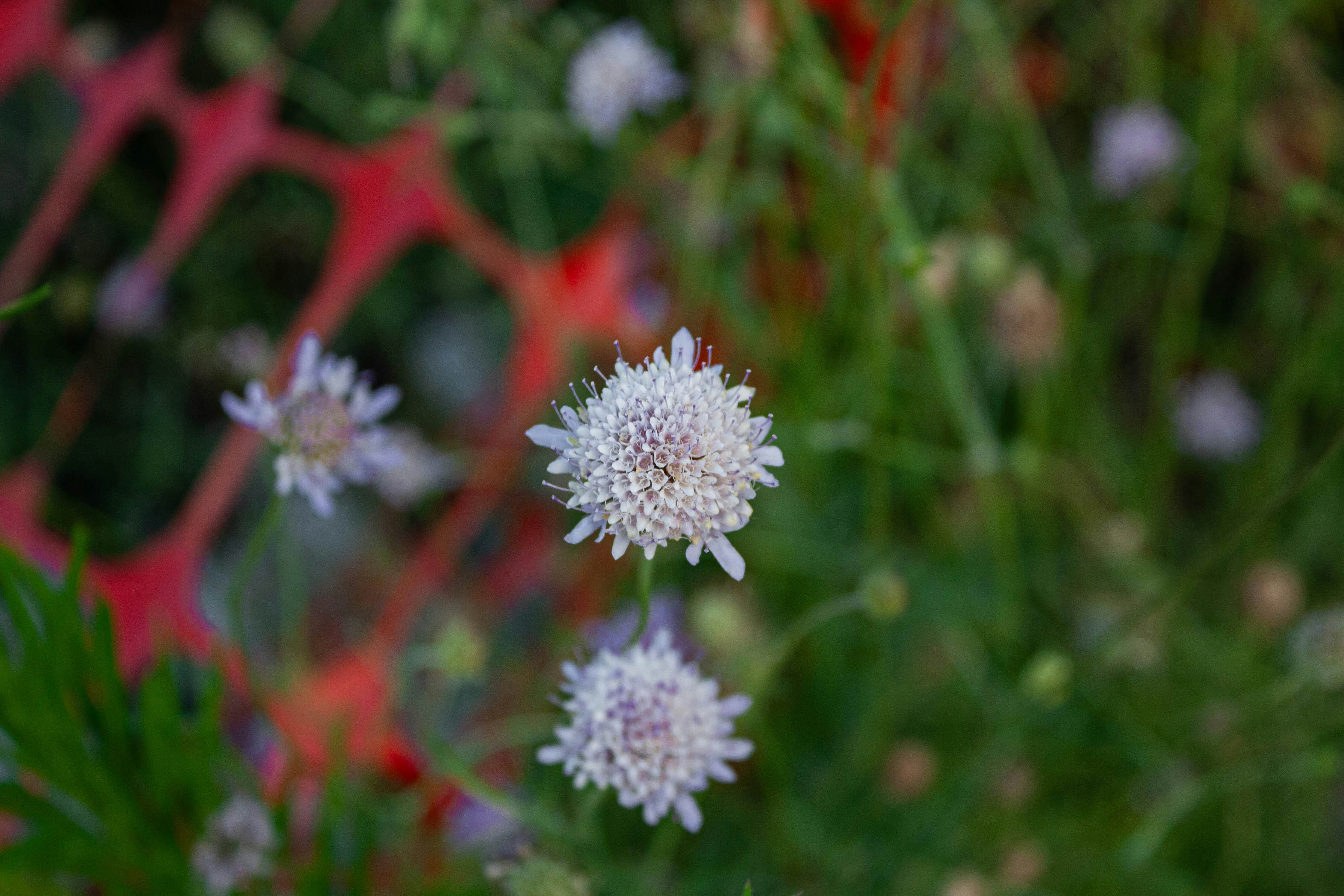 Photo by thelaibaali