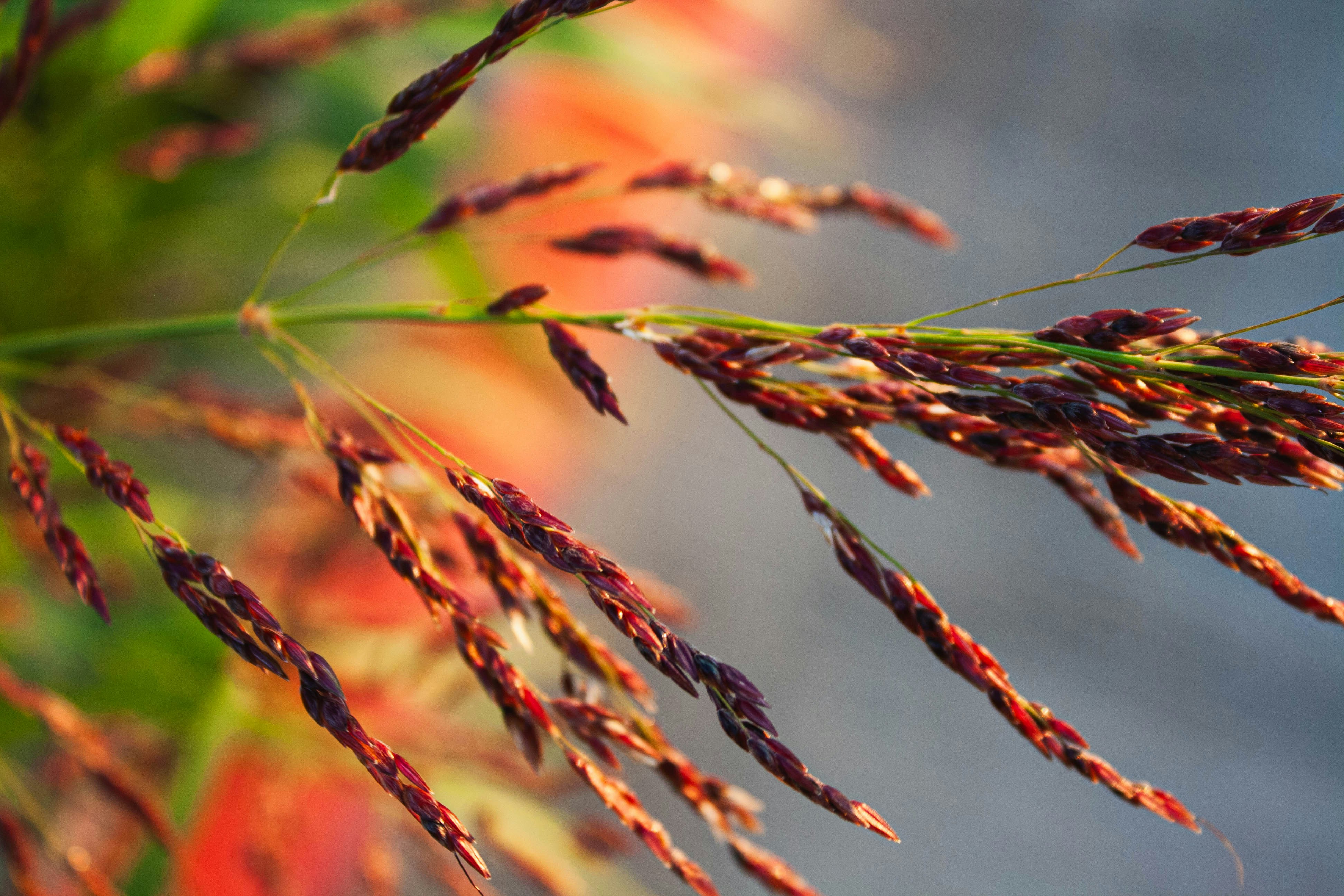 Photo by thelaibaali