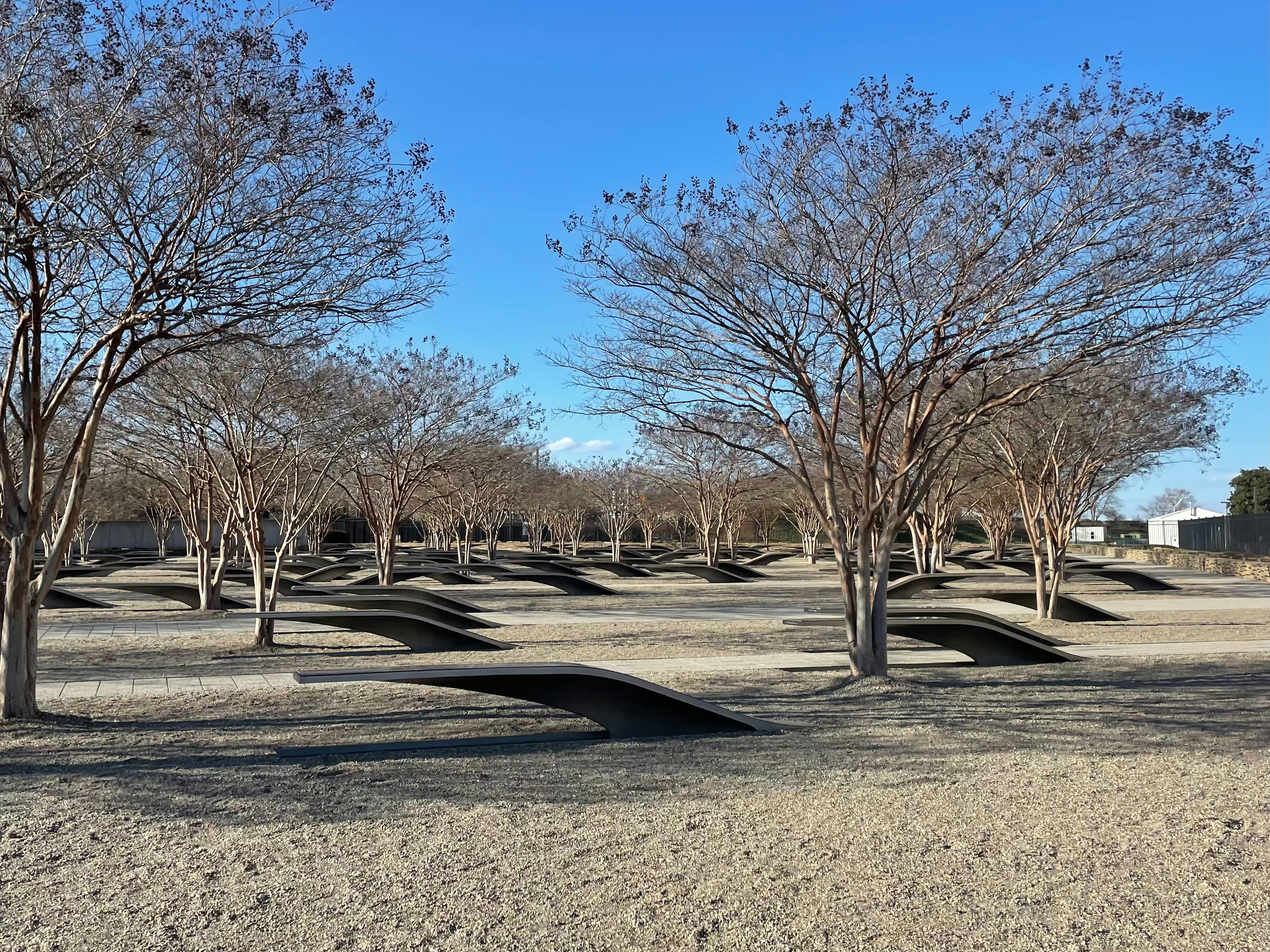 A bunch of trees that are in the dirt