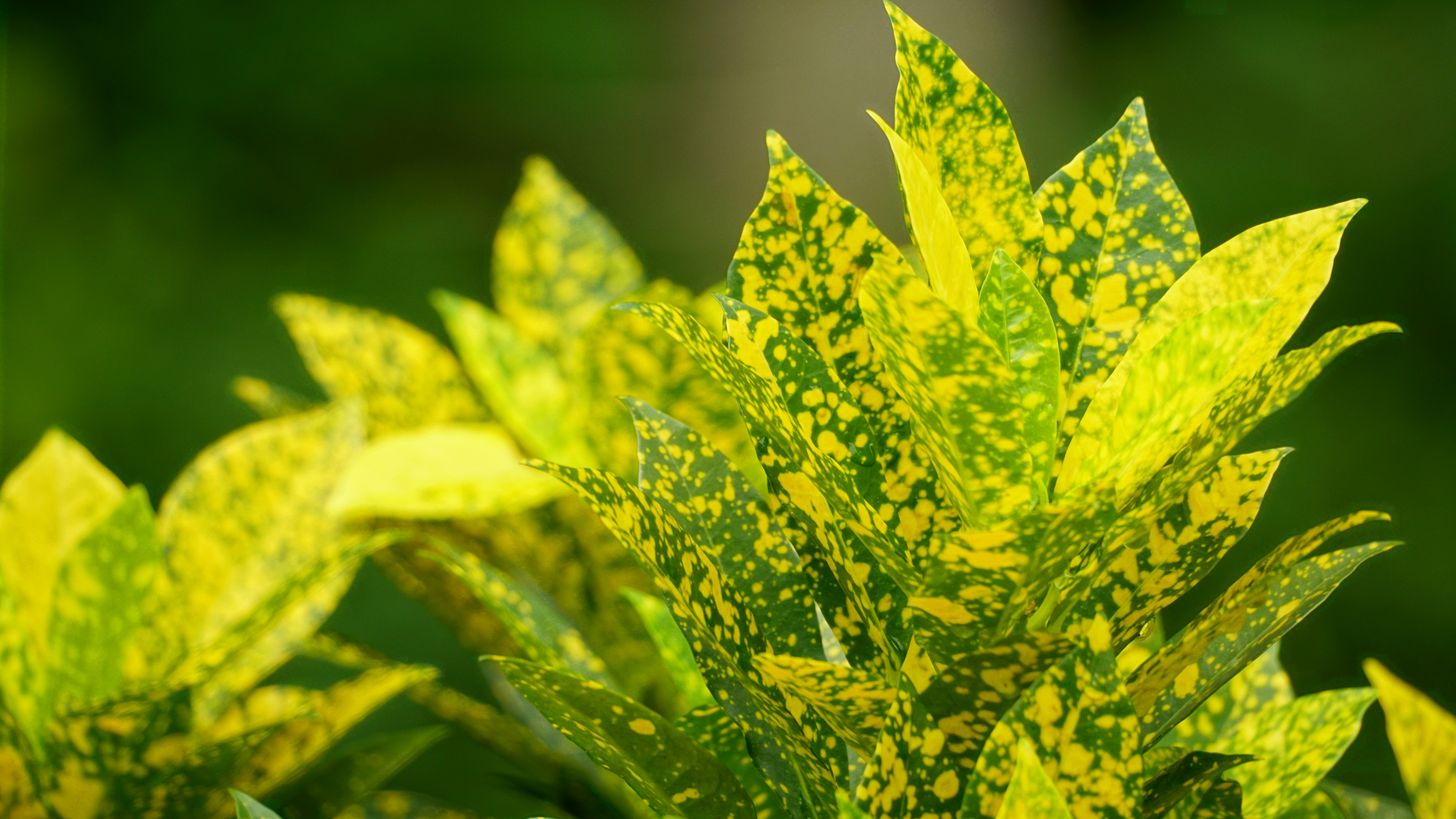 yellowing jade leaves showing stress signals - jade plant leaf drop