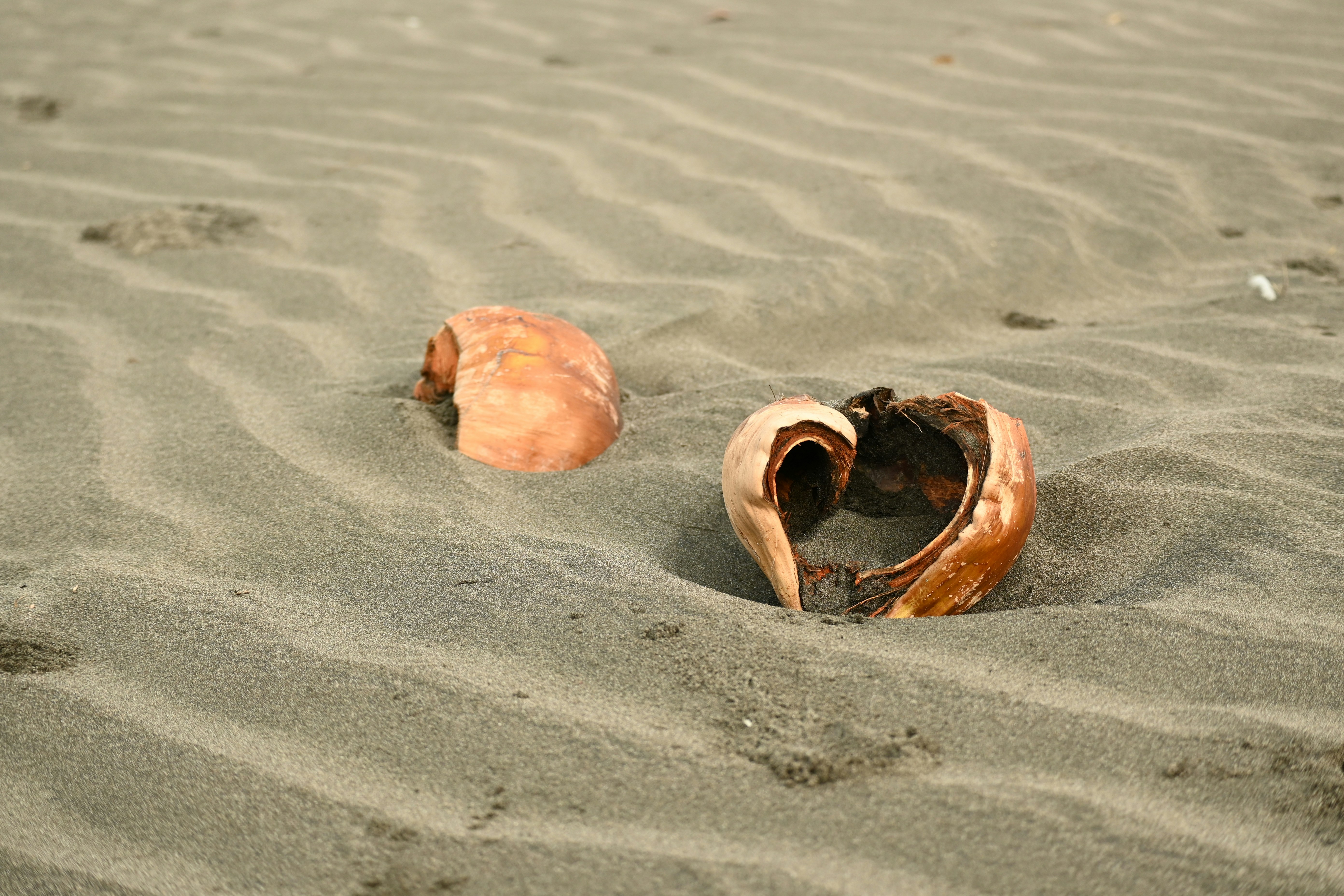 Two seashells in the sand on a beach photo – Free Beach Image on Unsplash