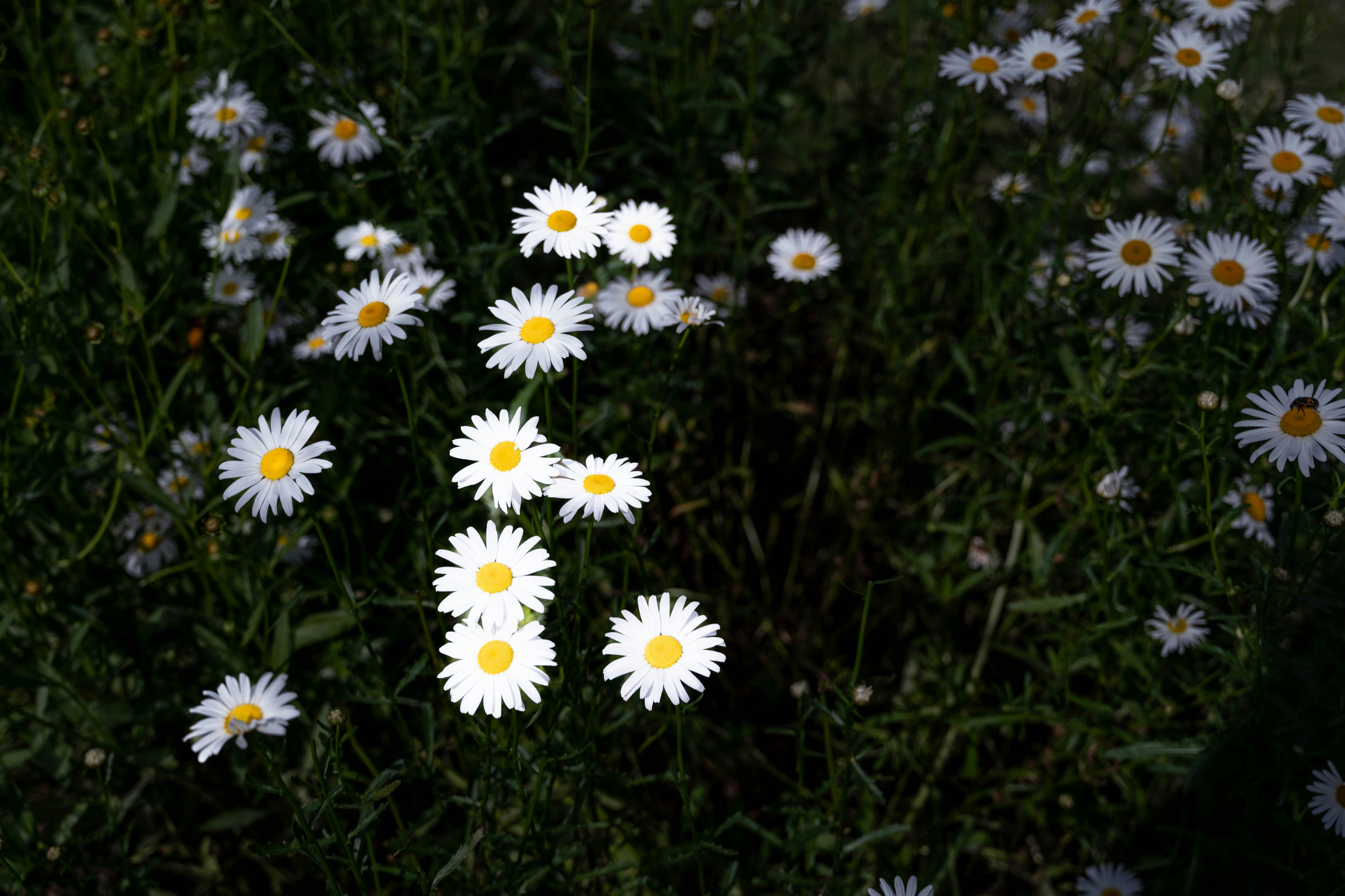 Photo by fruitfamous123