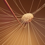 A computer generated image of a human brain