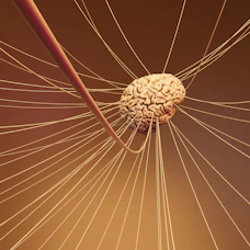 A computer generated image of a human brain