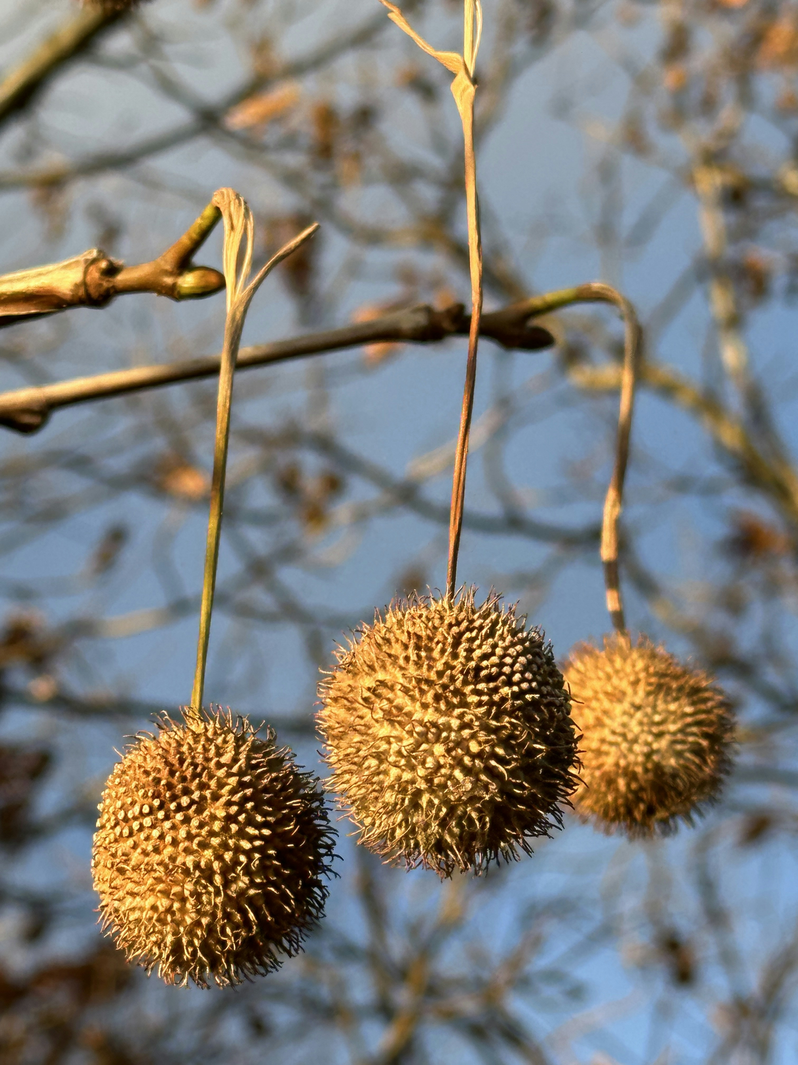 A couple of fruits hanging from a tree