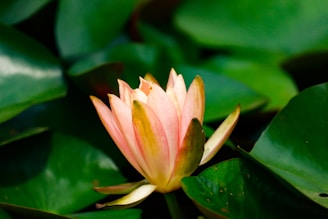 A pink and yellow water lily in a pond