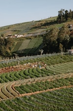 A farm with rows of trees in the foreground