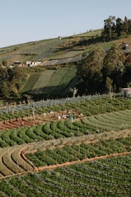 A farm with rows of trees in the foreground