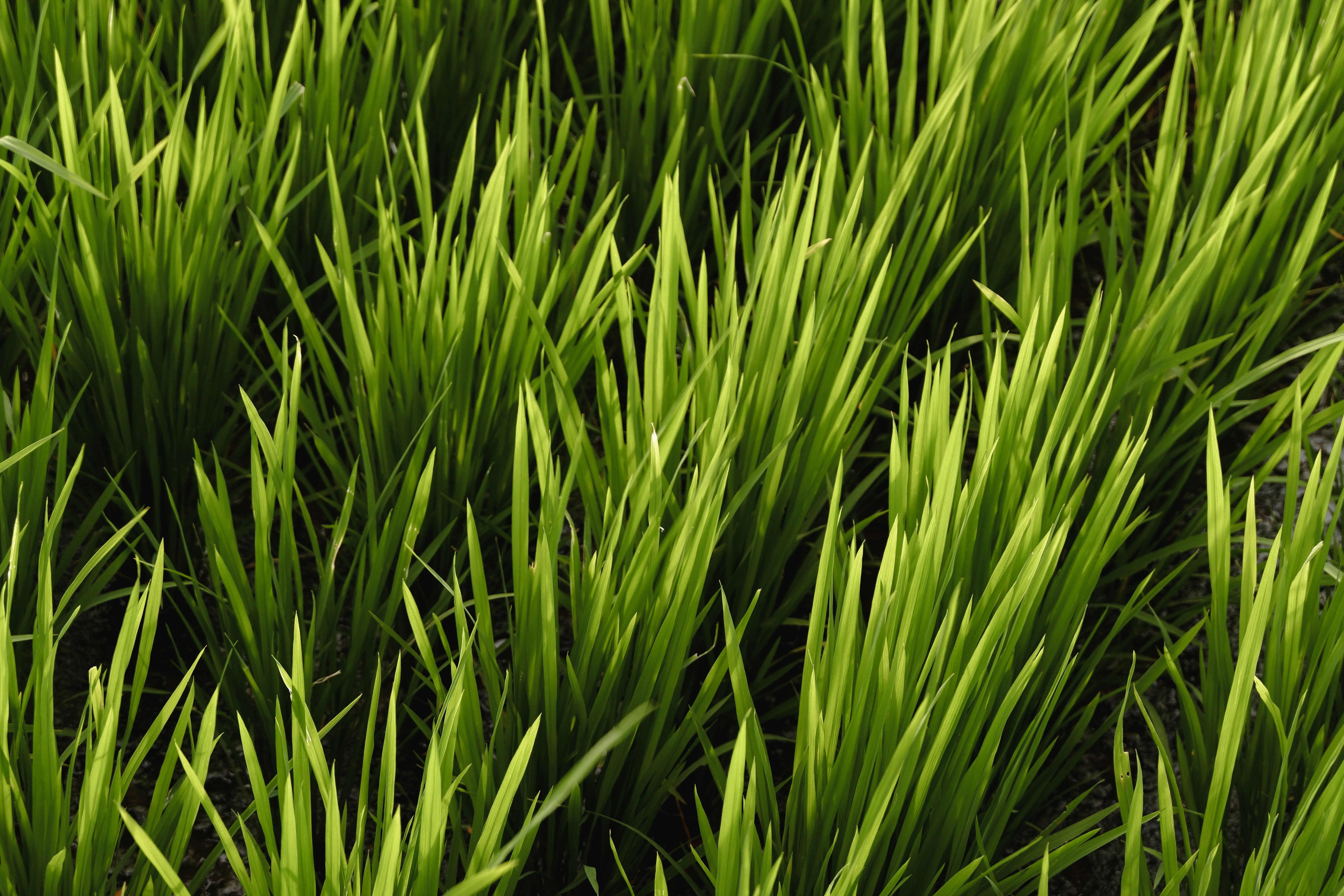 A close up of a green grass field