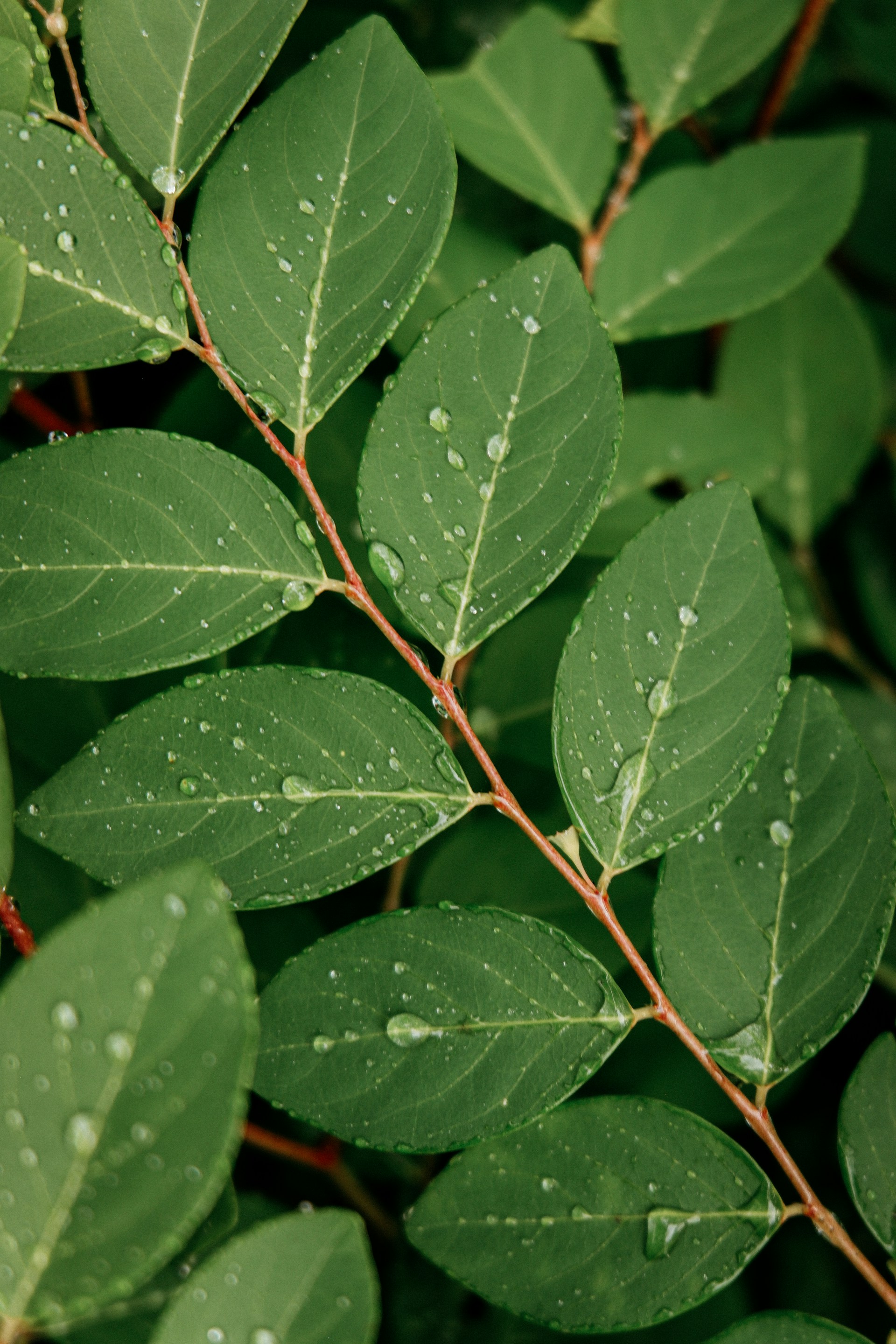 A close up of leaves with water droplets on them