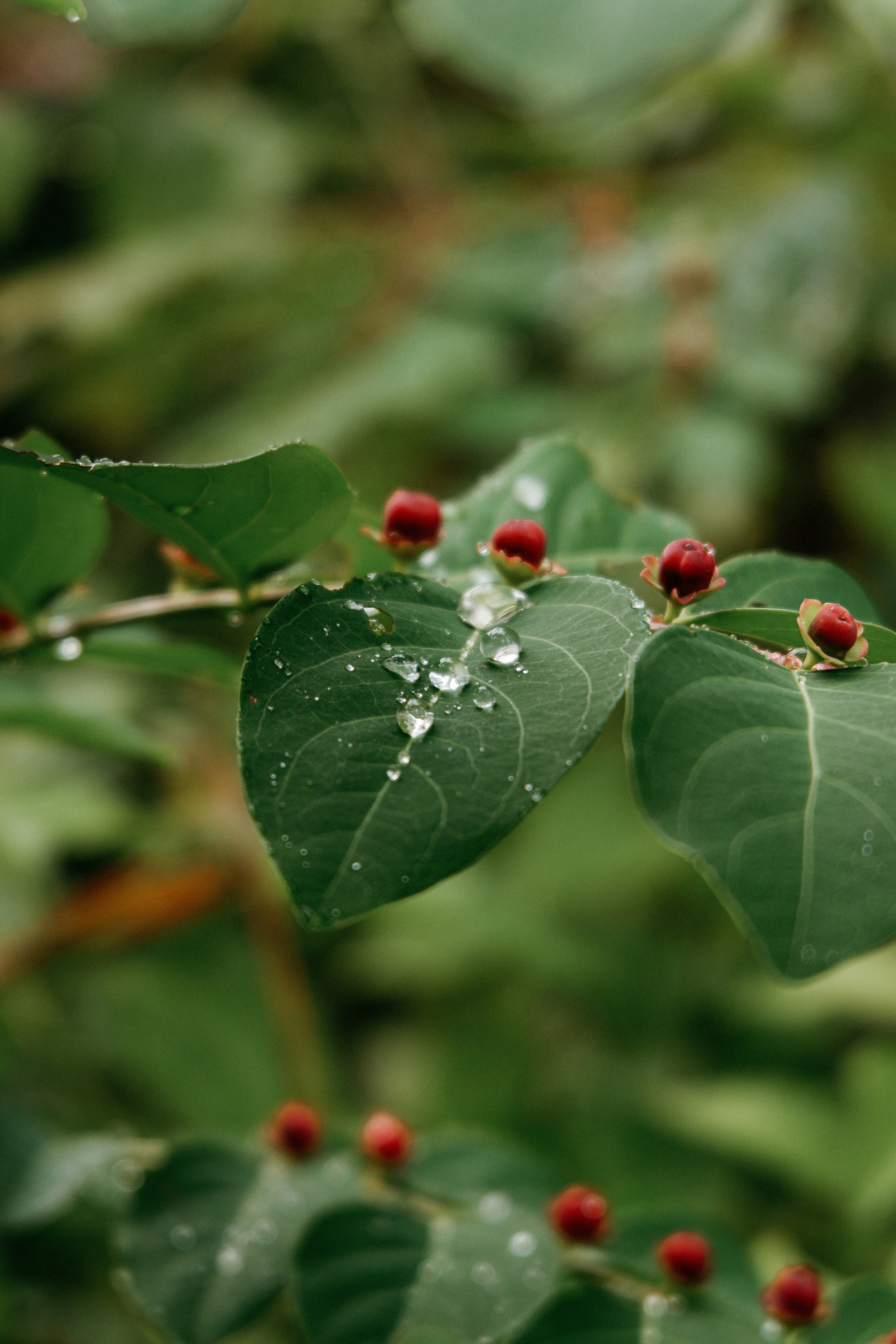 Photo by jepretualang