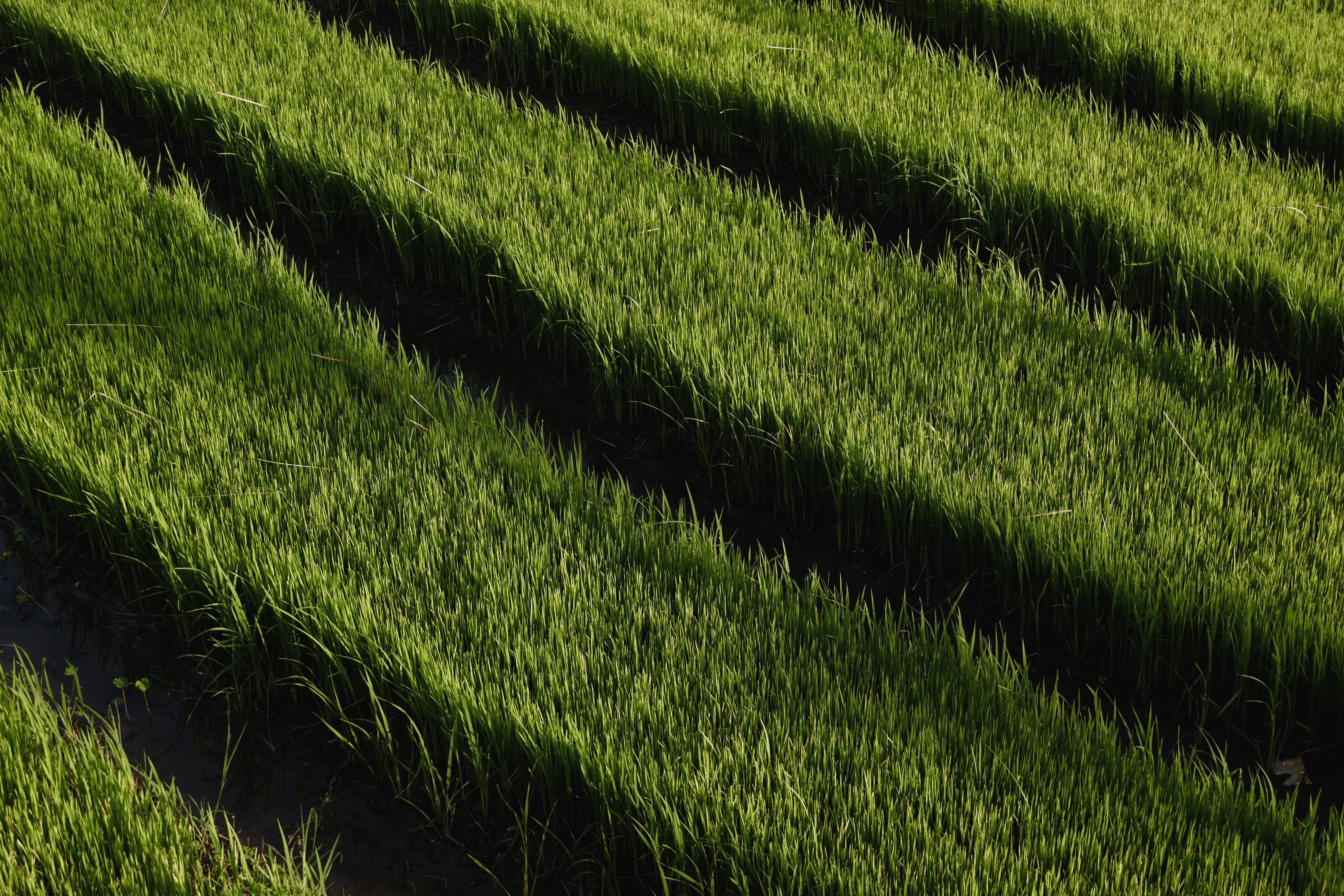 A row of rows of green grass in a field