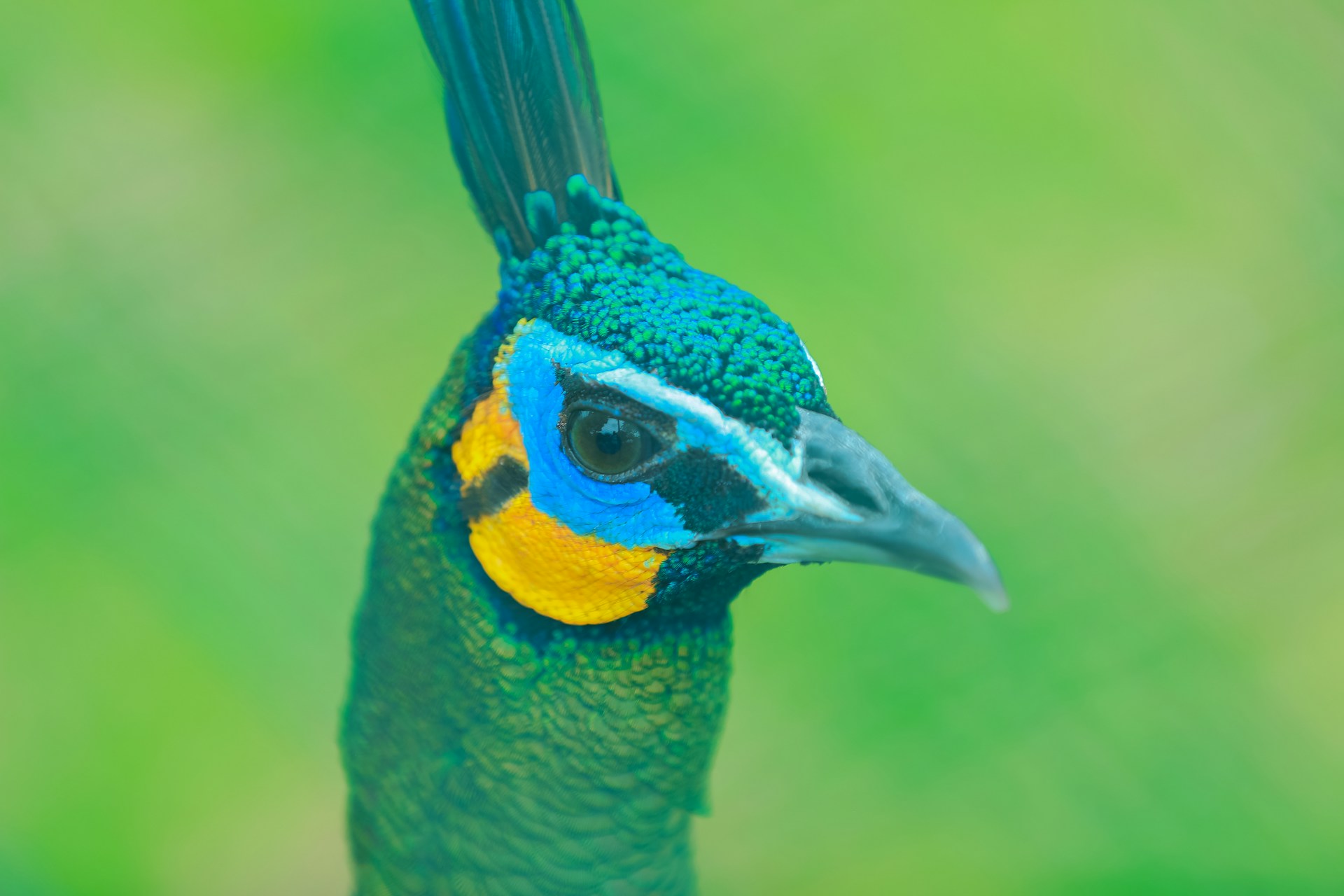 A blue and yellow bird with a green background