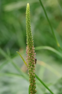 A close up of a plant with a bug on it