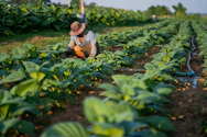 A man kneeling down in a field of plants