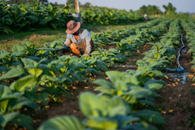 A man kneeling down in a field of plants