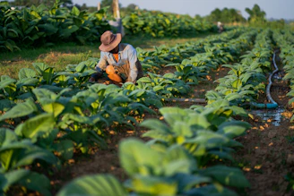 A man kneeling down in a field of plants