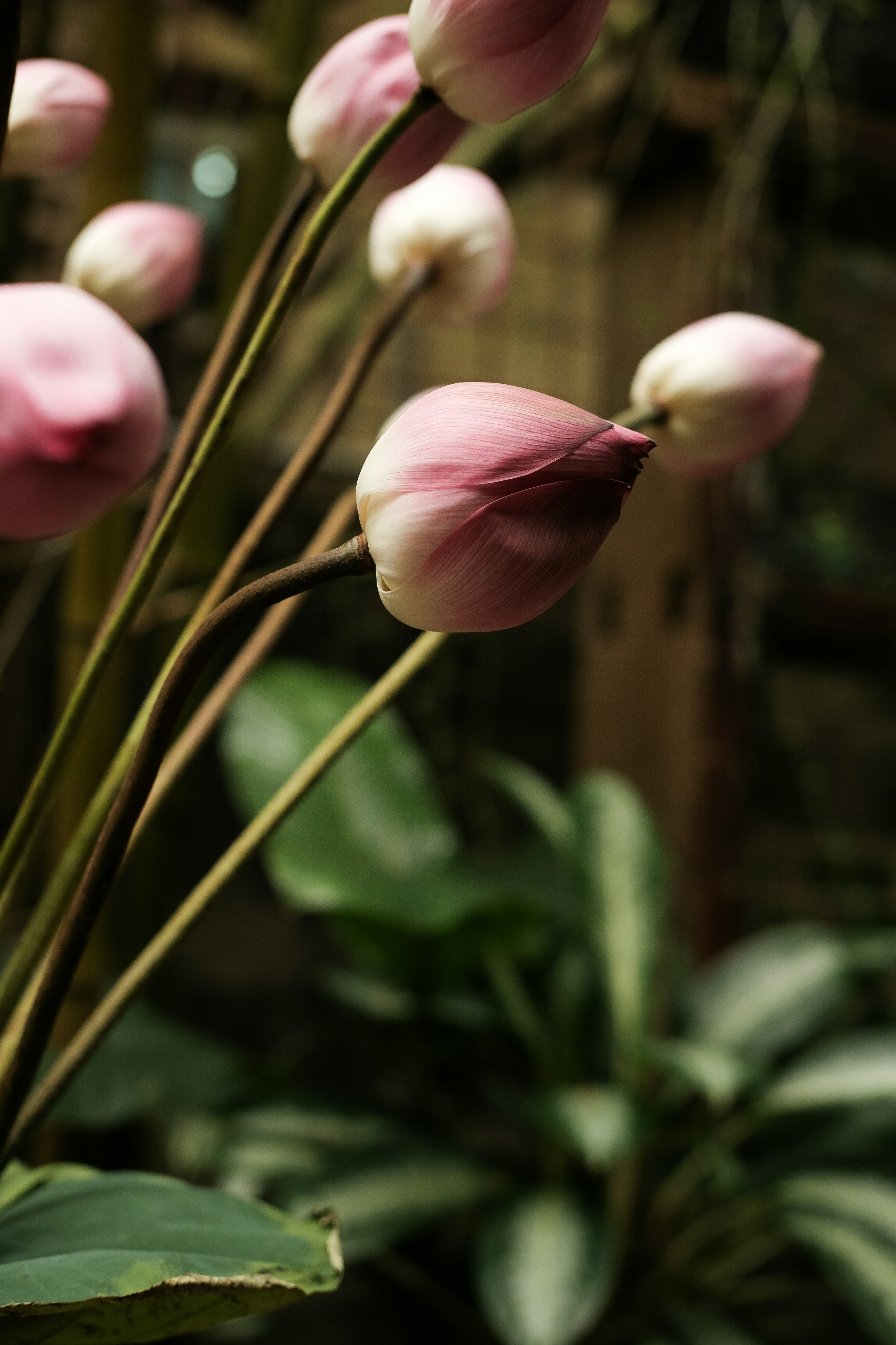 A close up of a bunch of pink flowers