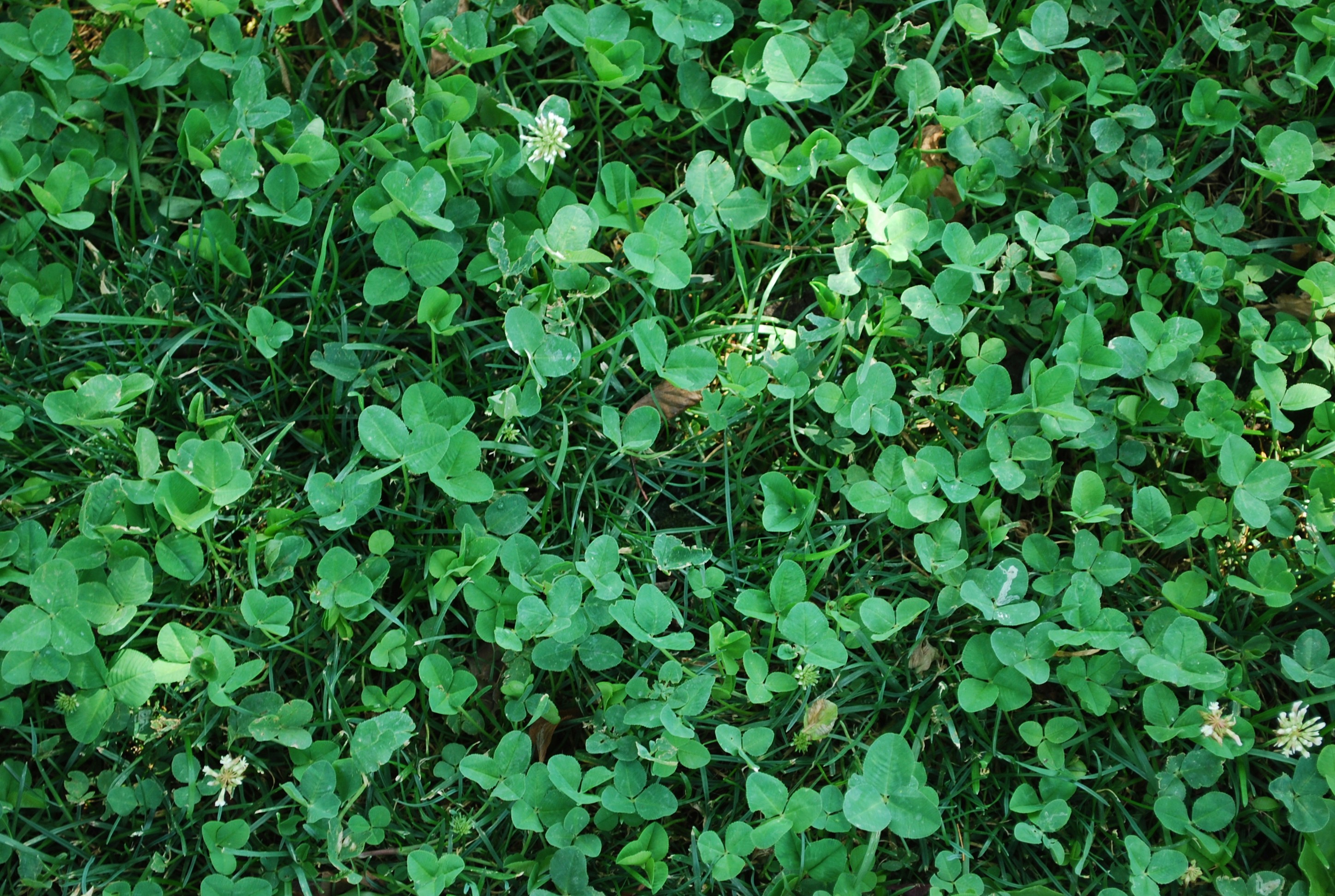 A close up of a patch of green grass