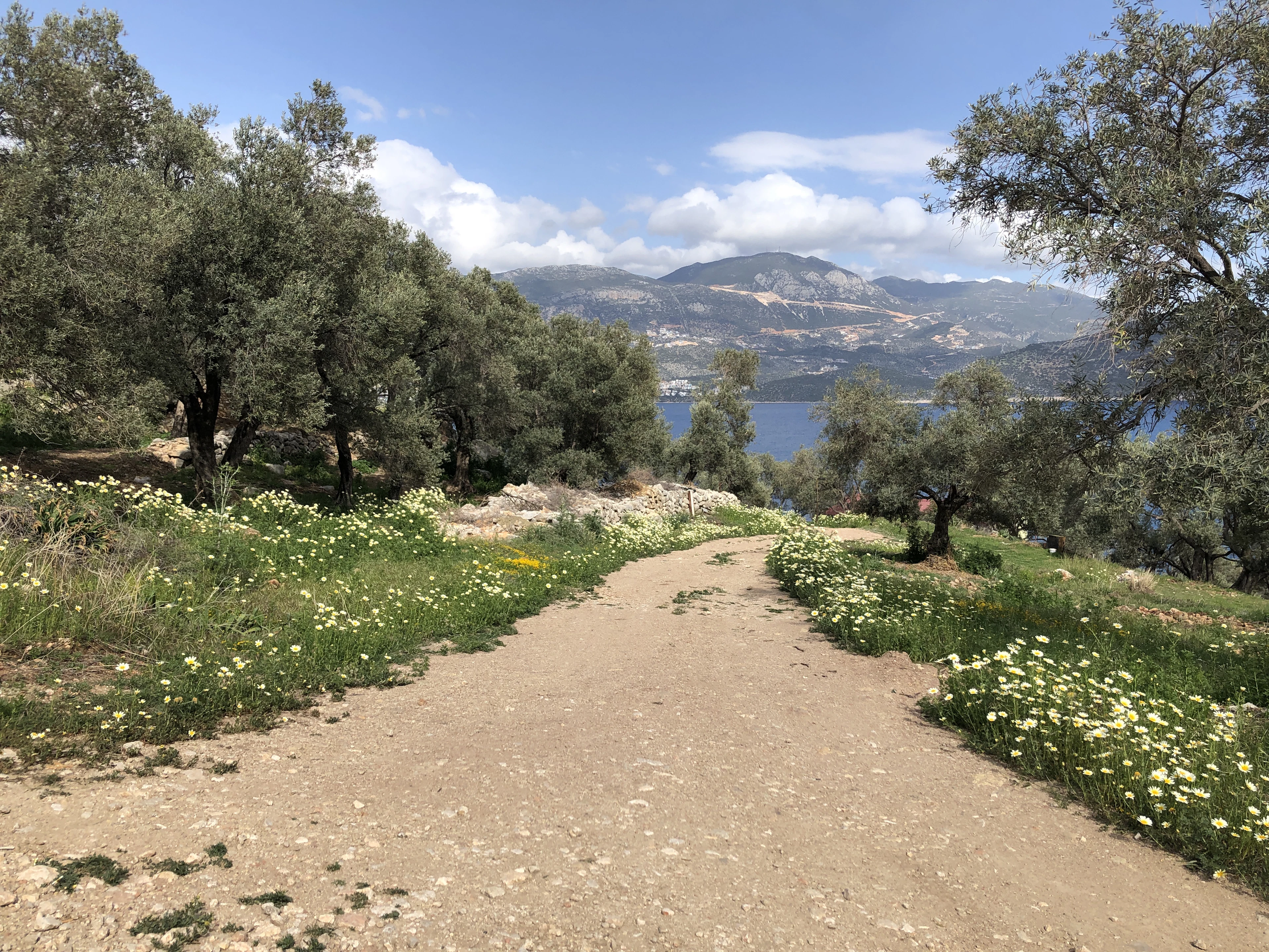 A gravel path between olive trees and spring flowers on the Lycian Way, with a bay and mountains beyond