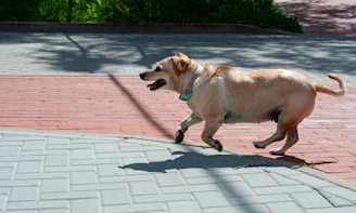 Pfoten.Fit. Hundephysiotherapie und Ernährungsberatung für Hunde in Bispingen im Heidekreis