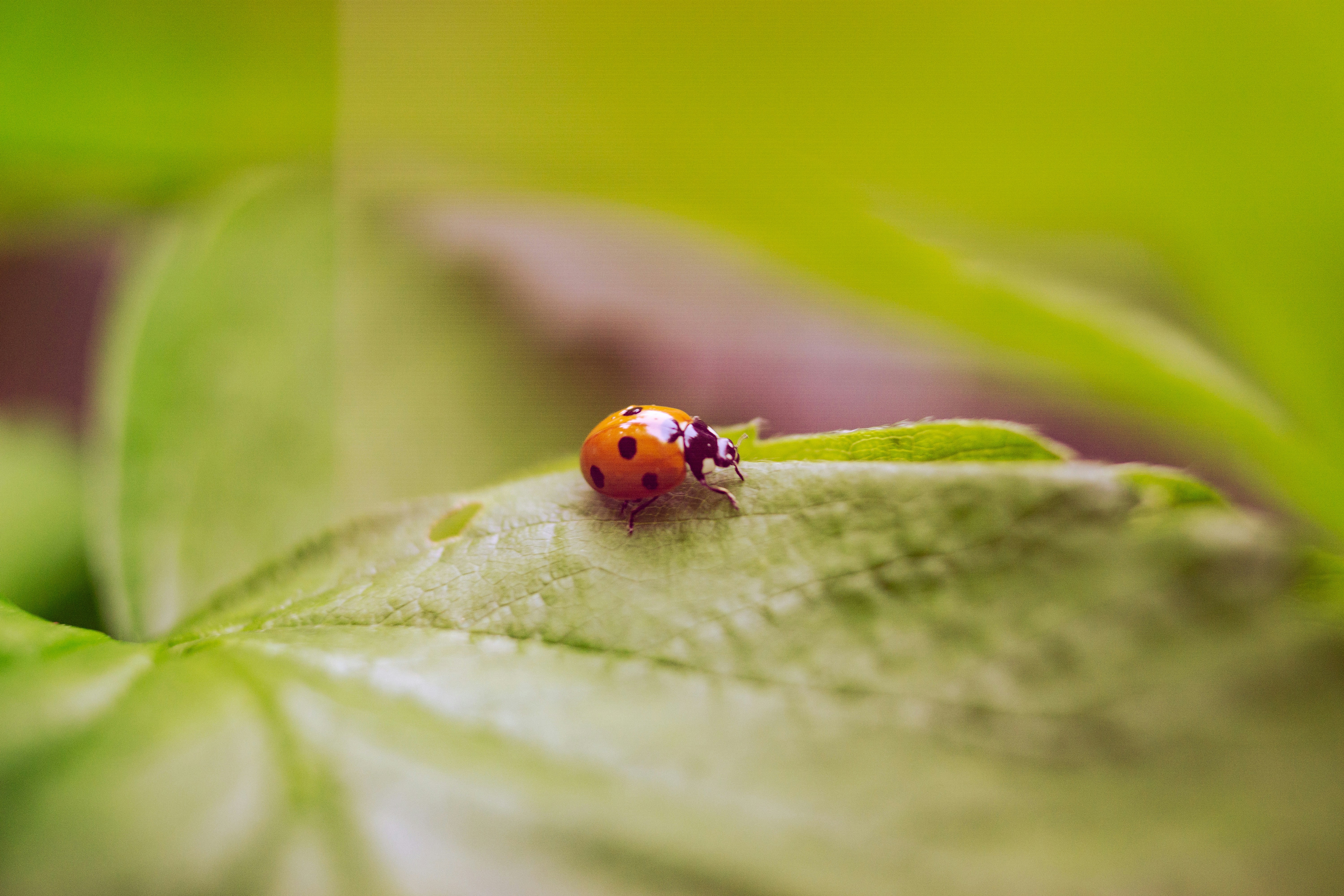 A lady bug sitting on top of a green leaf photo – Free Leaf Image on ...