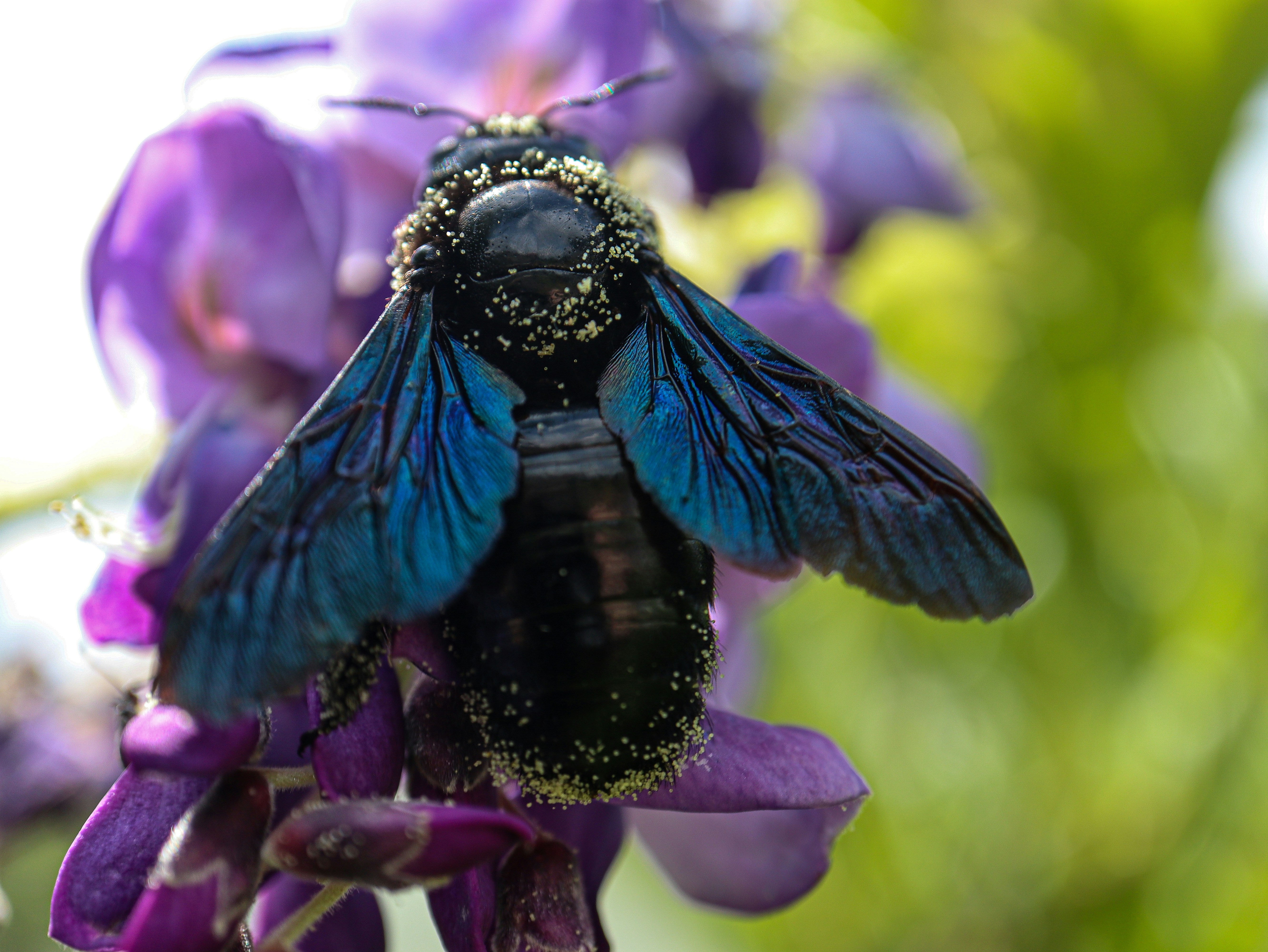 A blue and black insect sitting on a purple flower