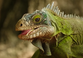 A close up of a green iguana with its mouth open