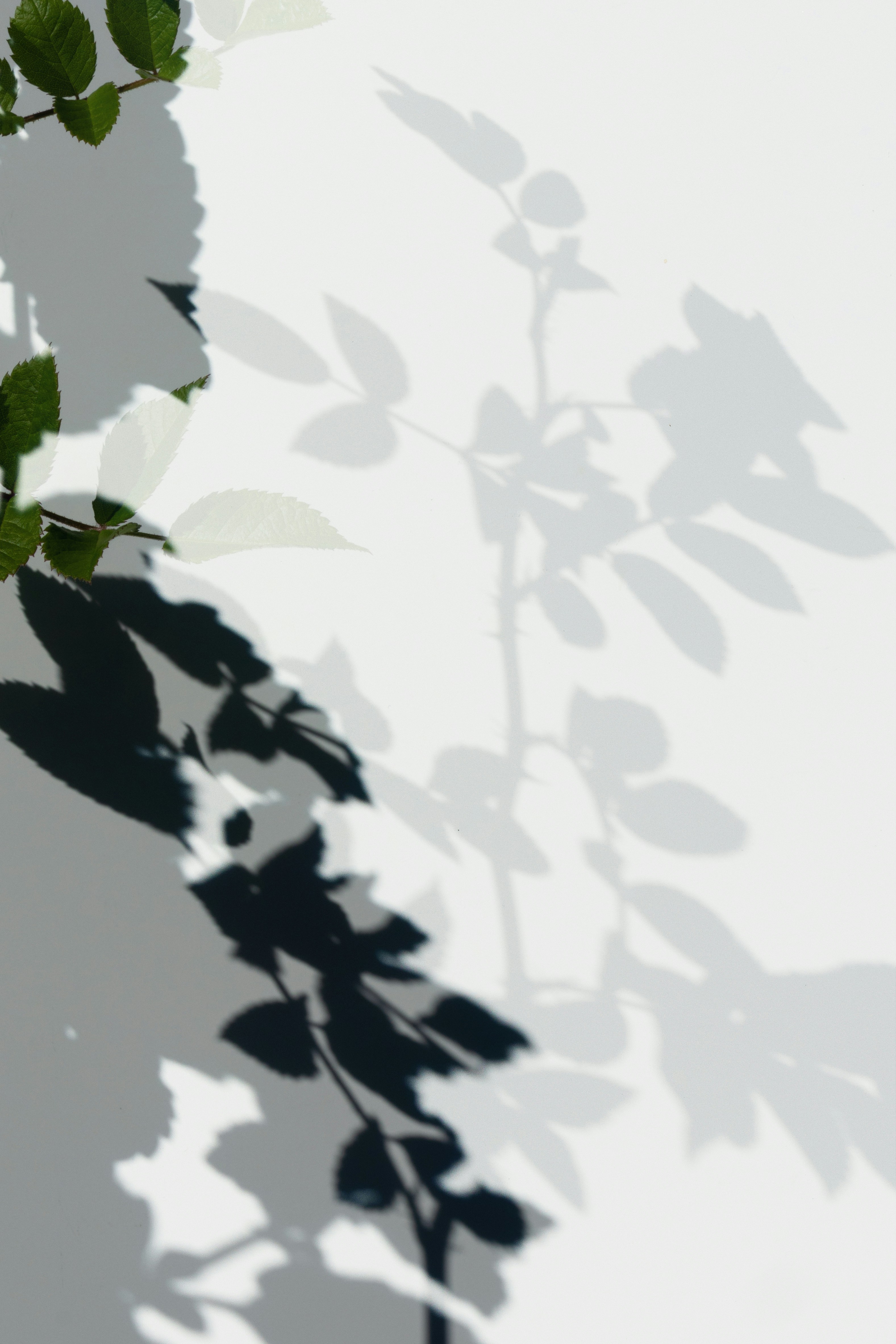 A shadow of leaves on a white wall