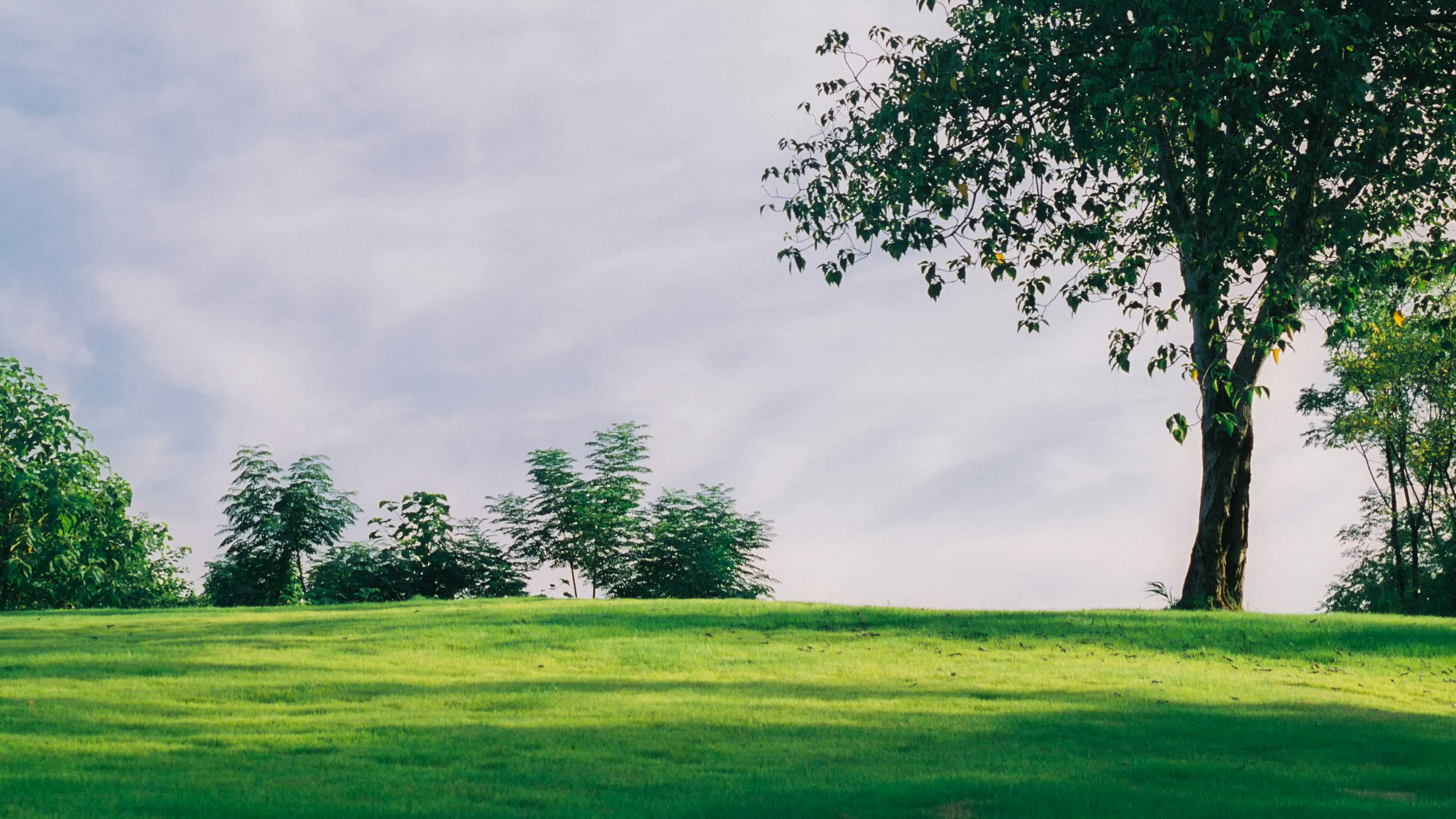 A green field with a tree in the middle of it