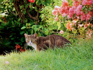 A cat sitting in the grass near some flowers
