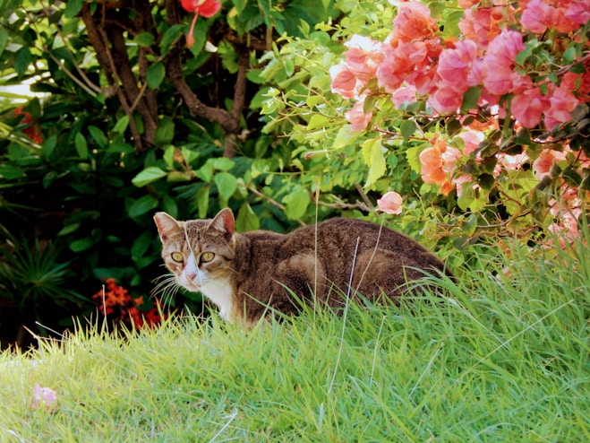 A cat sitting in the grass near some flowers