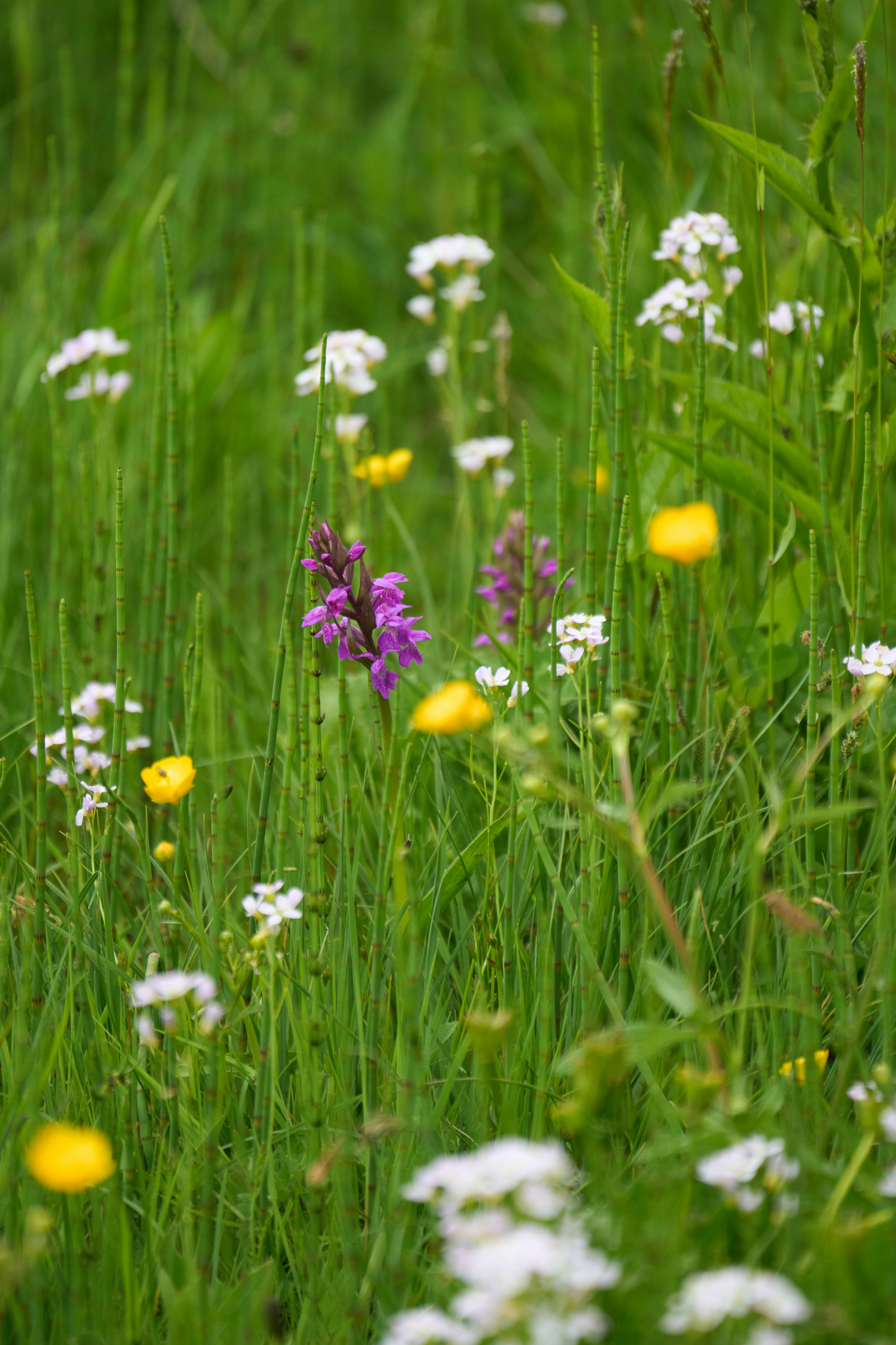 Photo by wolfgang_hasselmann