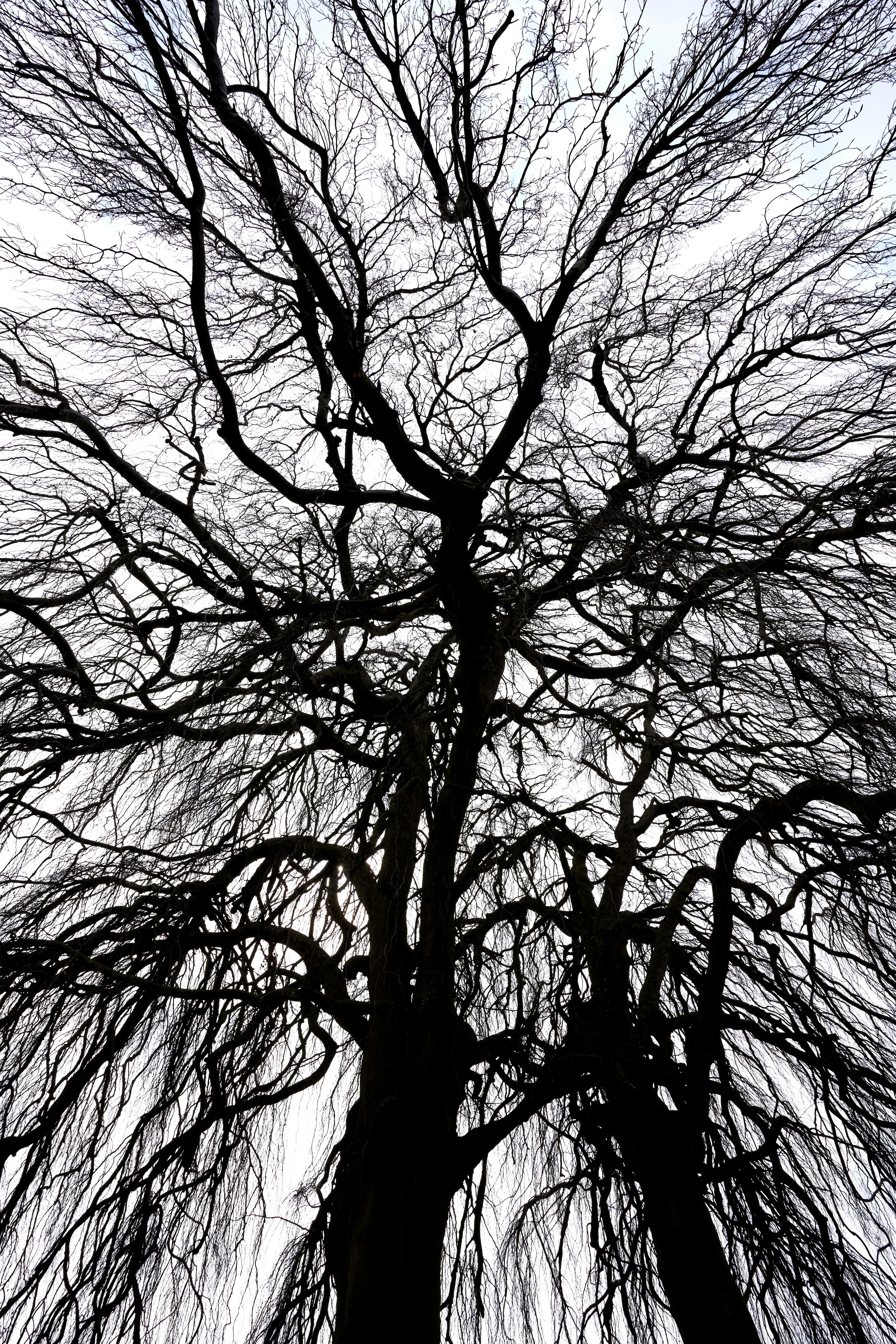 Photo by wolfgang_hasselmann