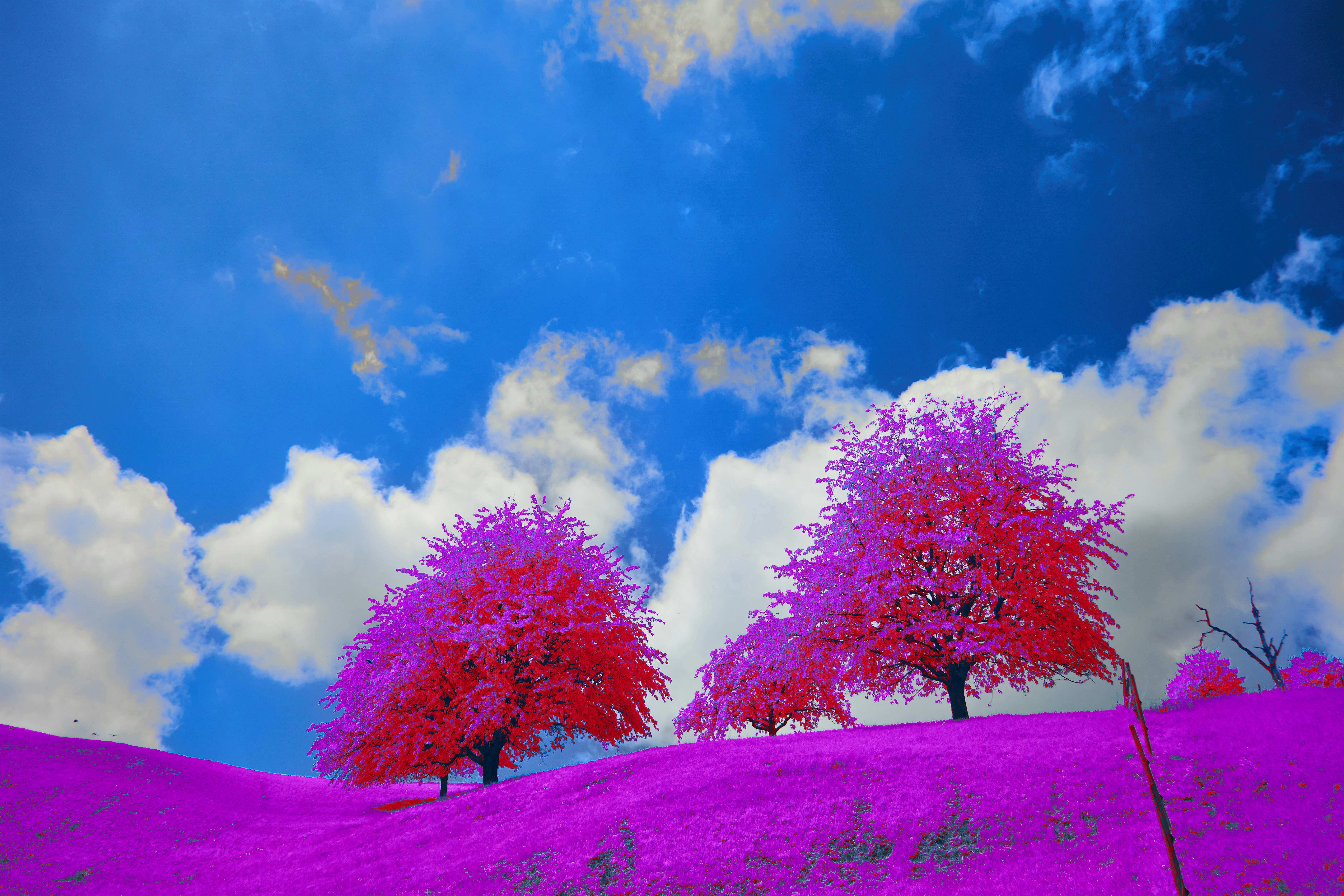 Photo by wolfgang_hasselmann