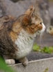 A cat sitting on a ledge looking at something
