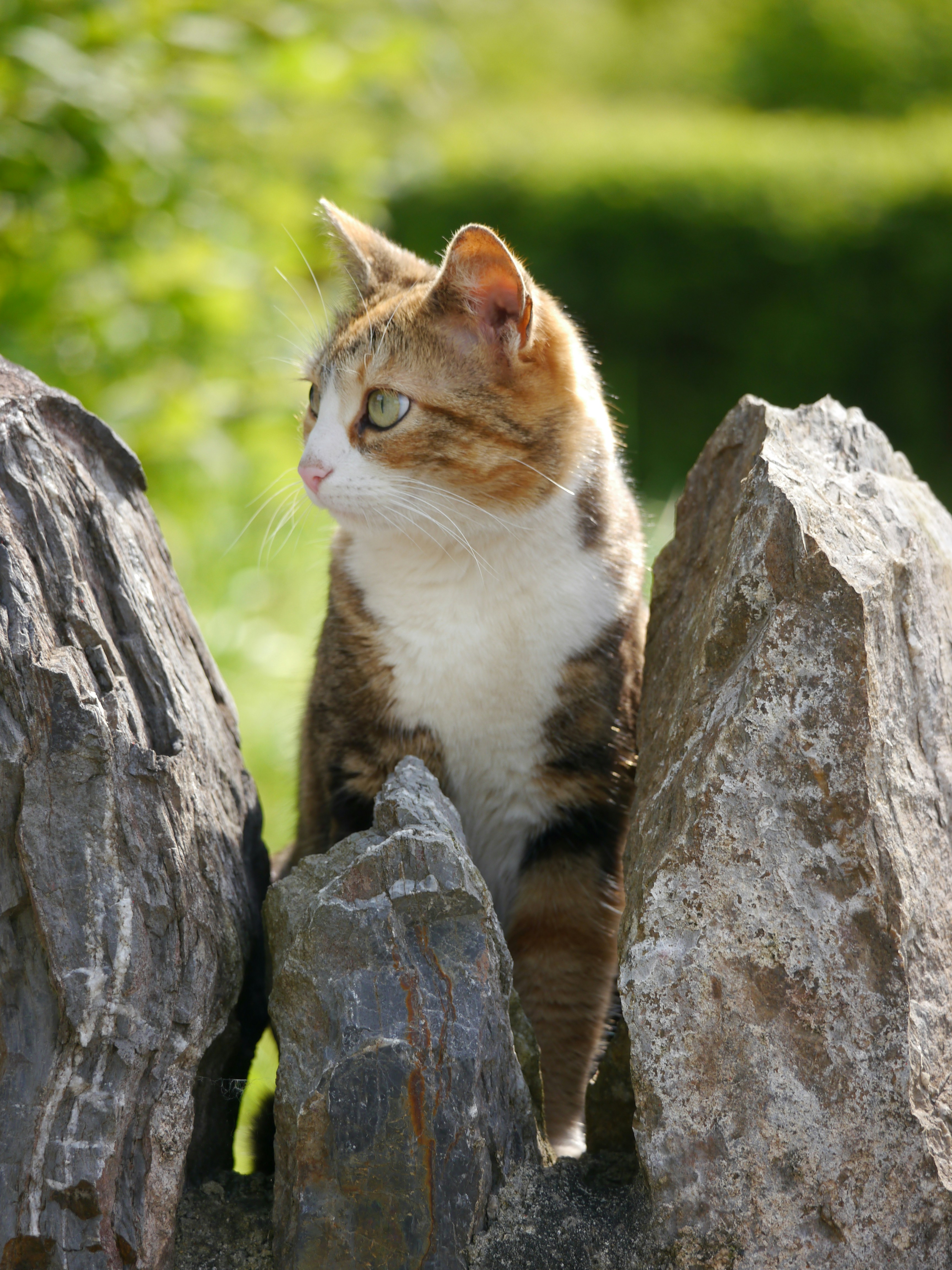 A cat sitting on top of a pile of rocks photo – Free Cat Image on Unsplash