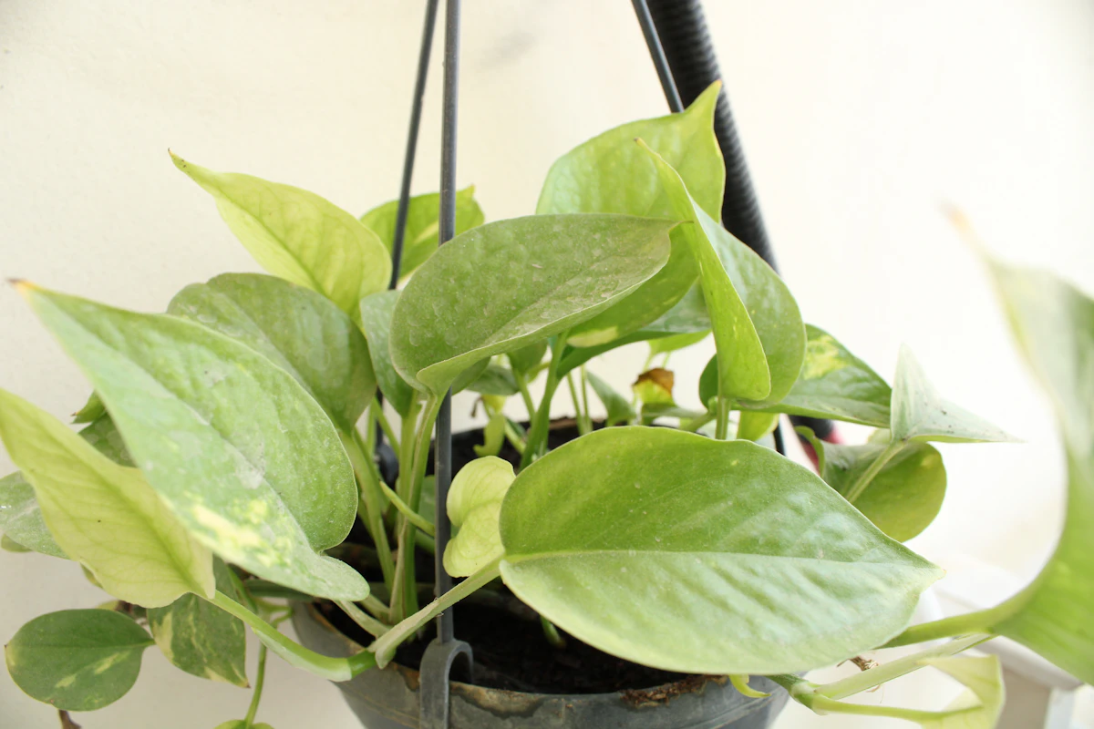 Money Plant Pothos Growing at Home in India