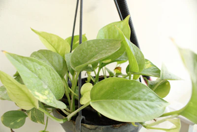 Money Plant Pothos Growing at Home in India