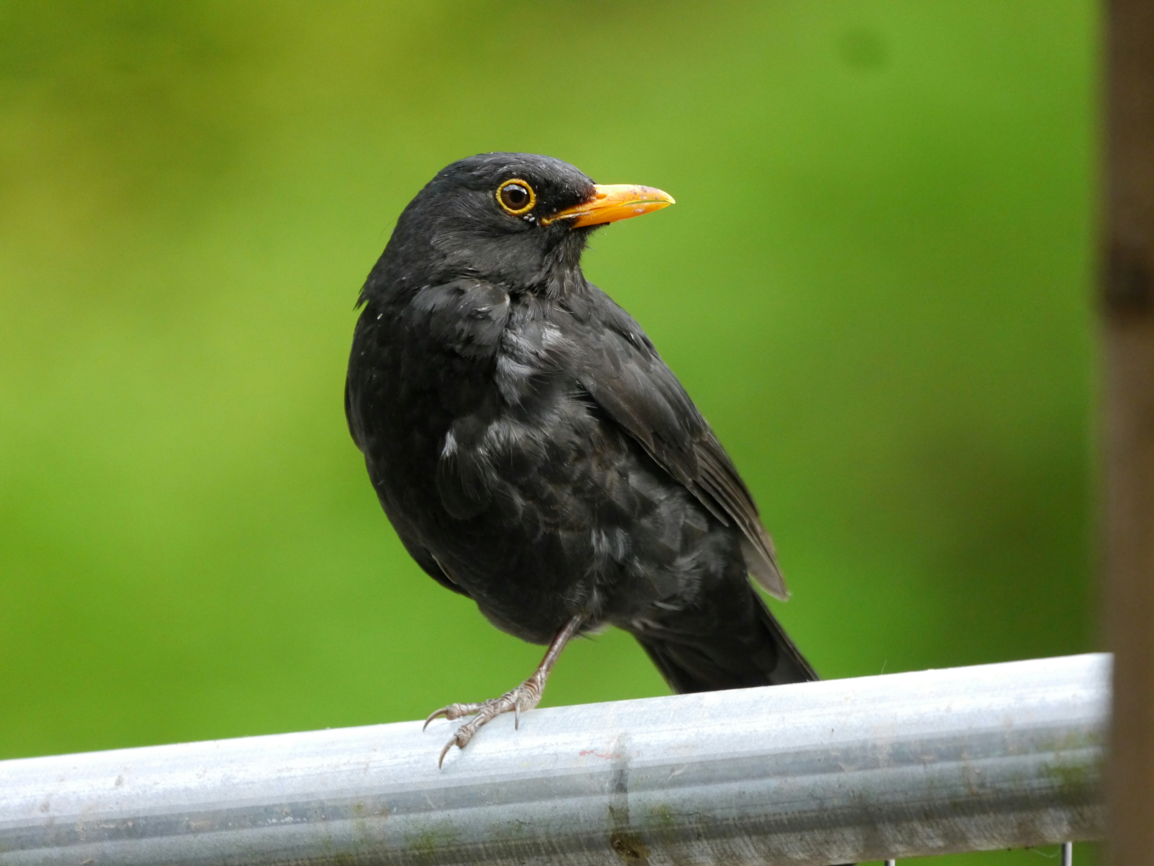 Ein schwarzer Vogel sitzt auf einem Metallzaun