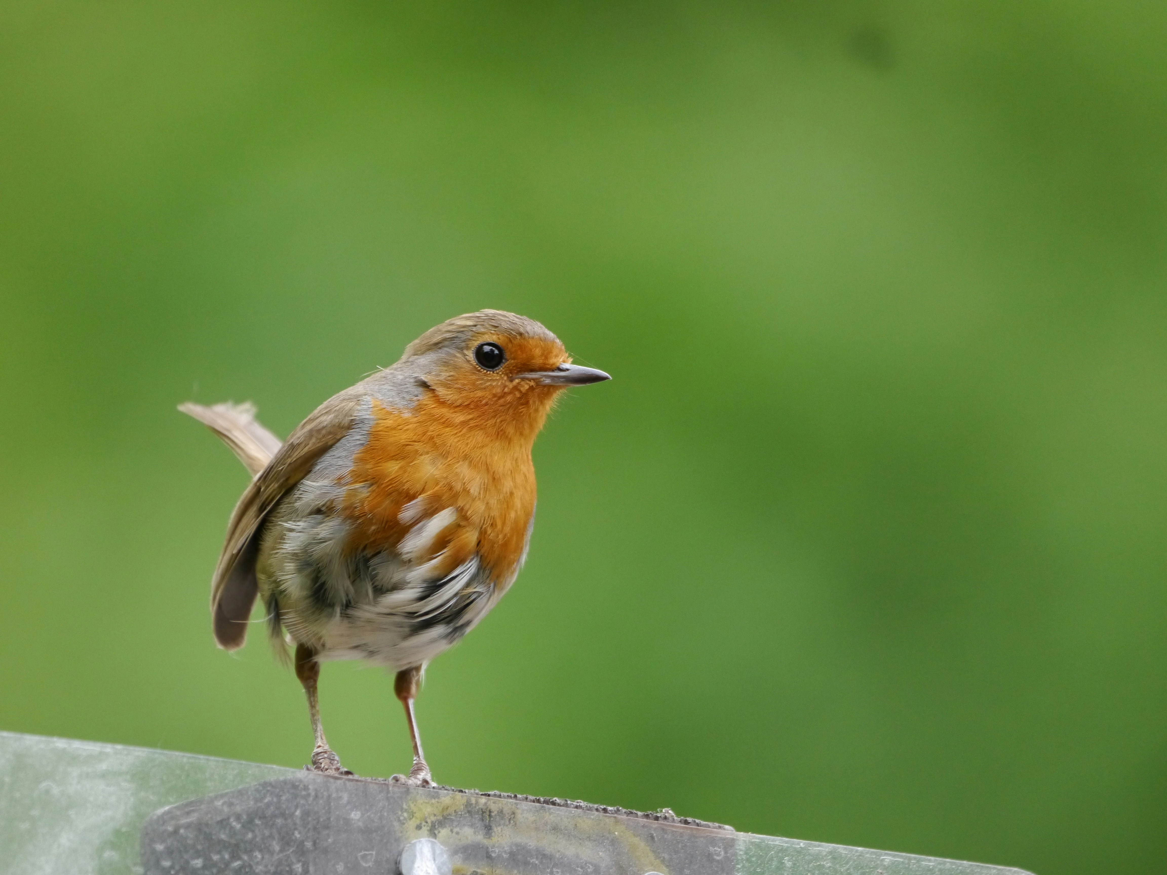 A small bird perched on top of a metal rail