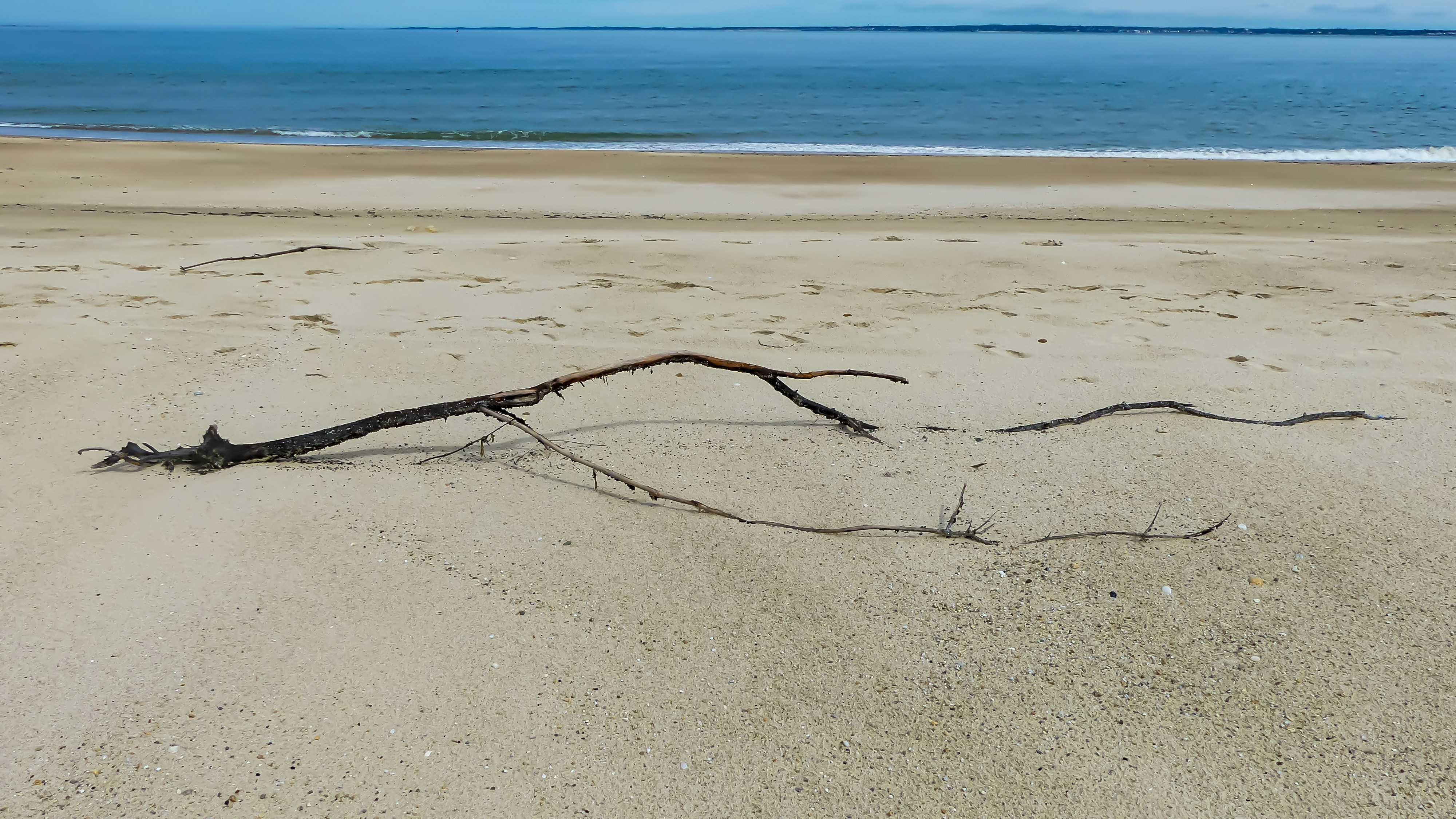 A tree branch on a beach with the ocean in the background