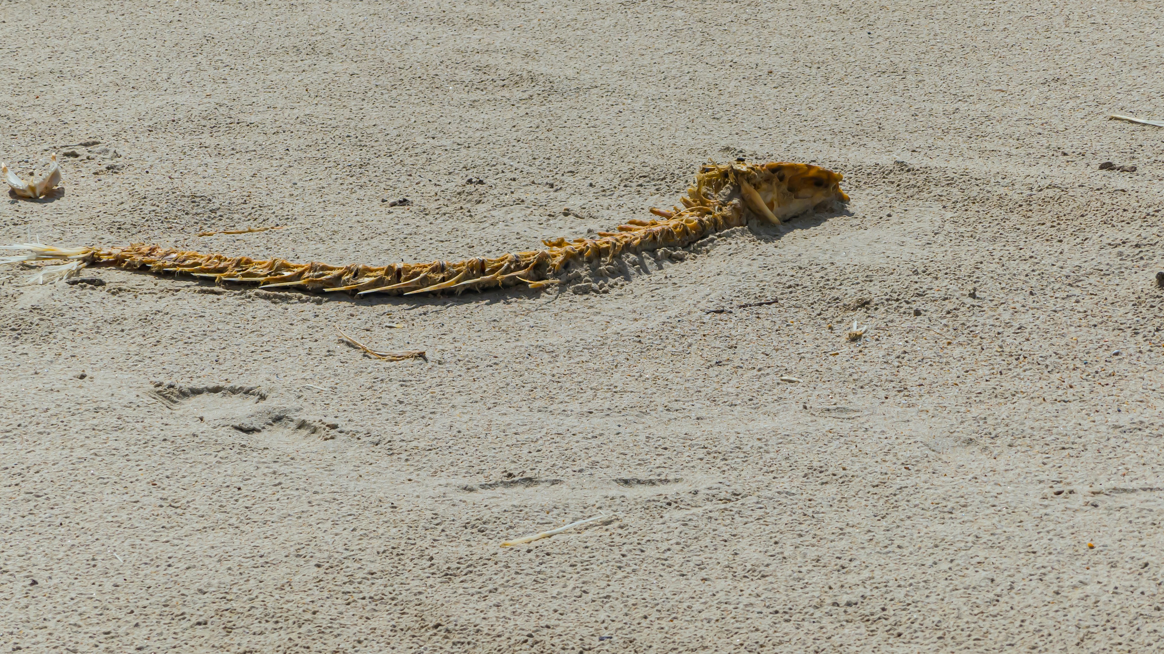 A lizard is laying on the sand in the sand